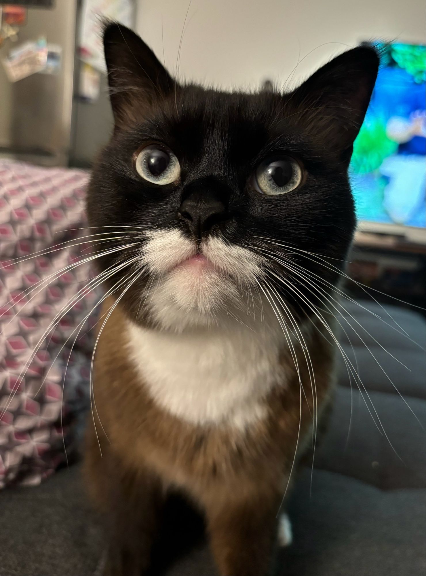 Boba the cat looking up expectedly. He’s sitting on the couch and has a pointed pattern coat.