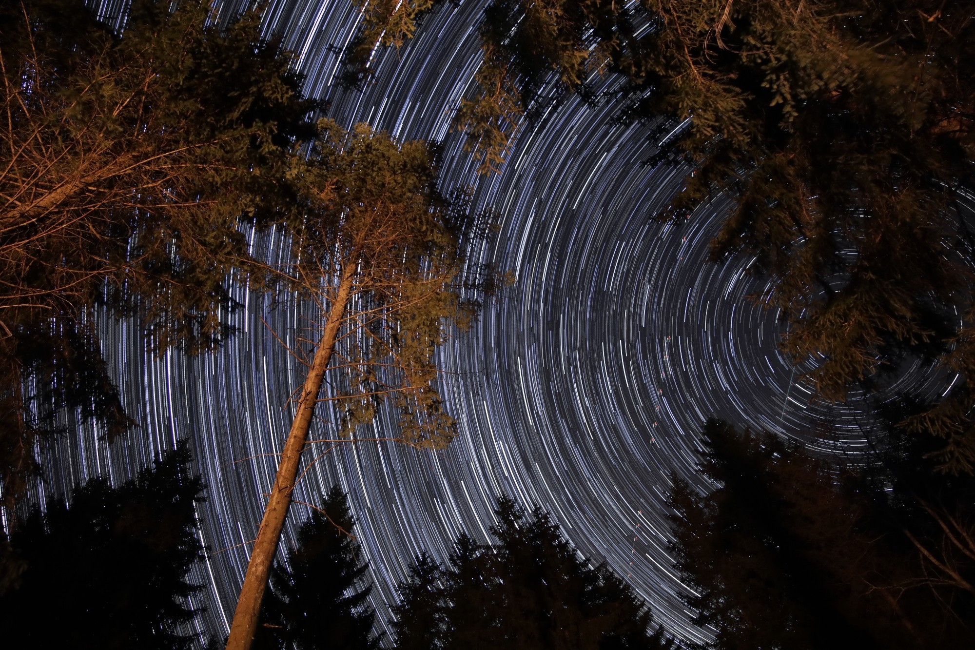 45min long exposure to get startrails. Shot from out of the woods. The foreground trees are lit by a near campfire.