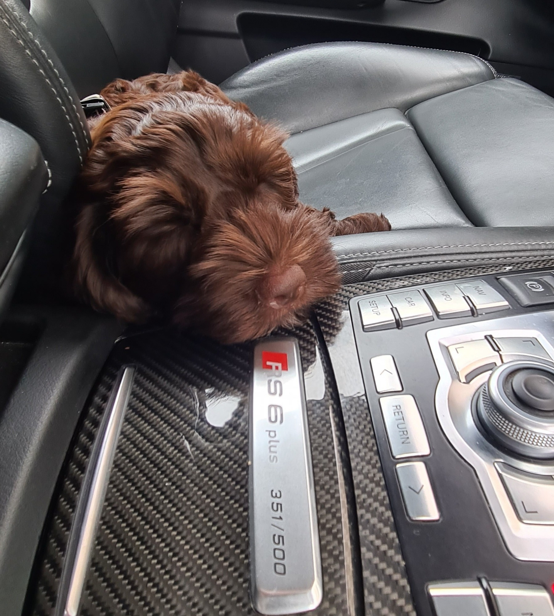 Dog taking the drivers seat