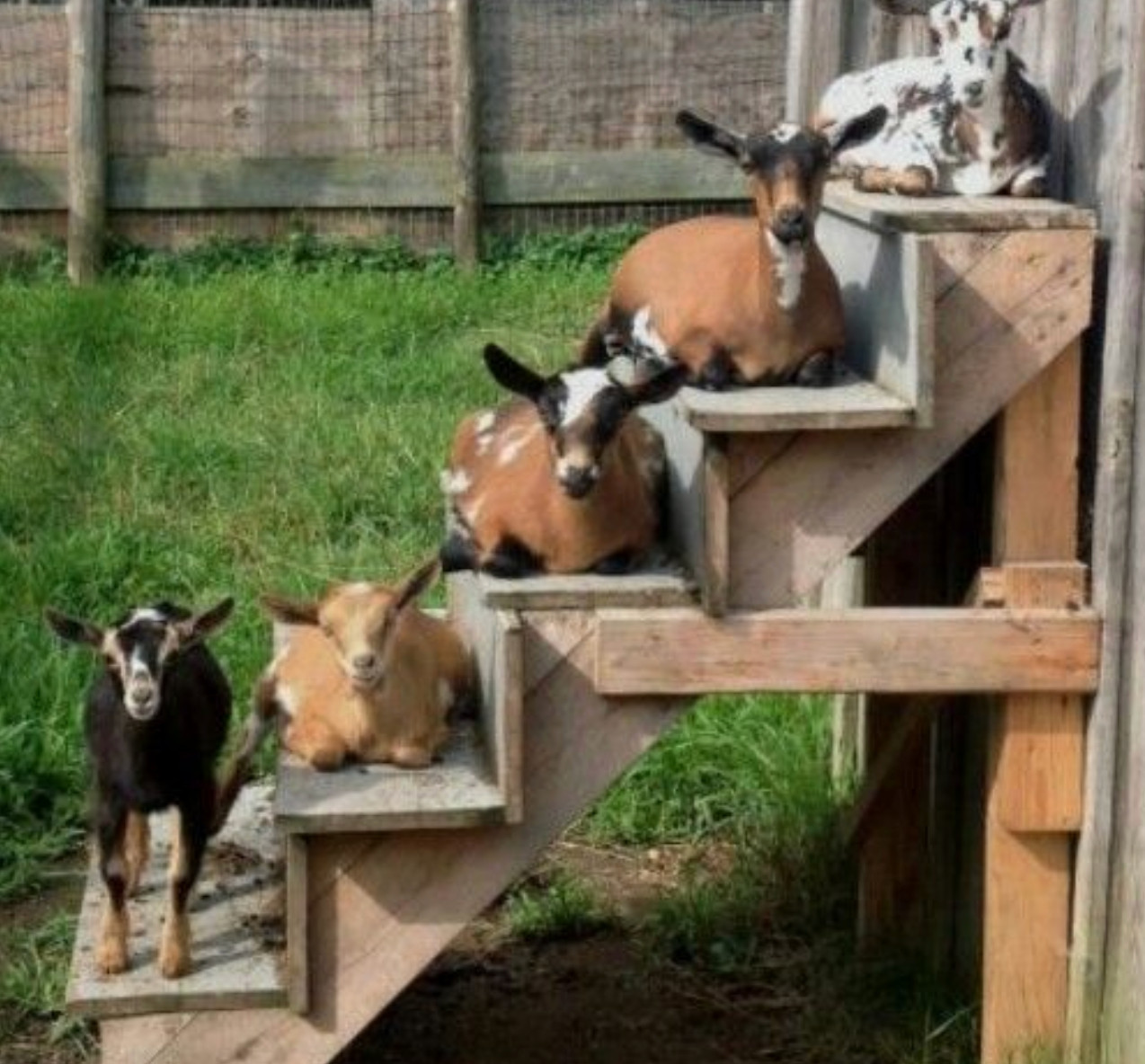 five goats, lying or standing, each individually on a stair, Fred