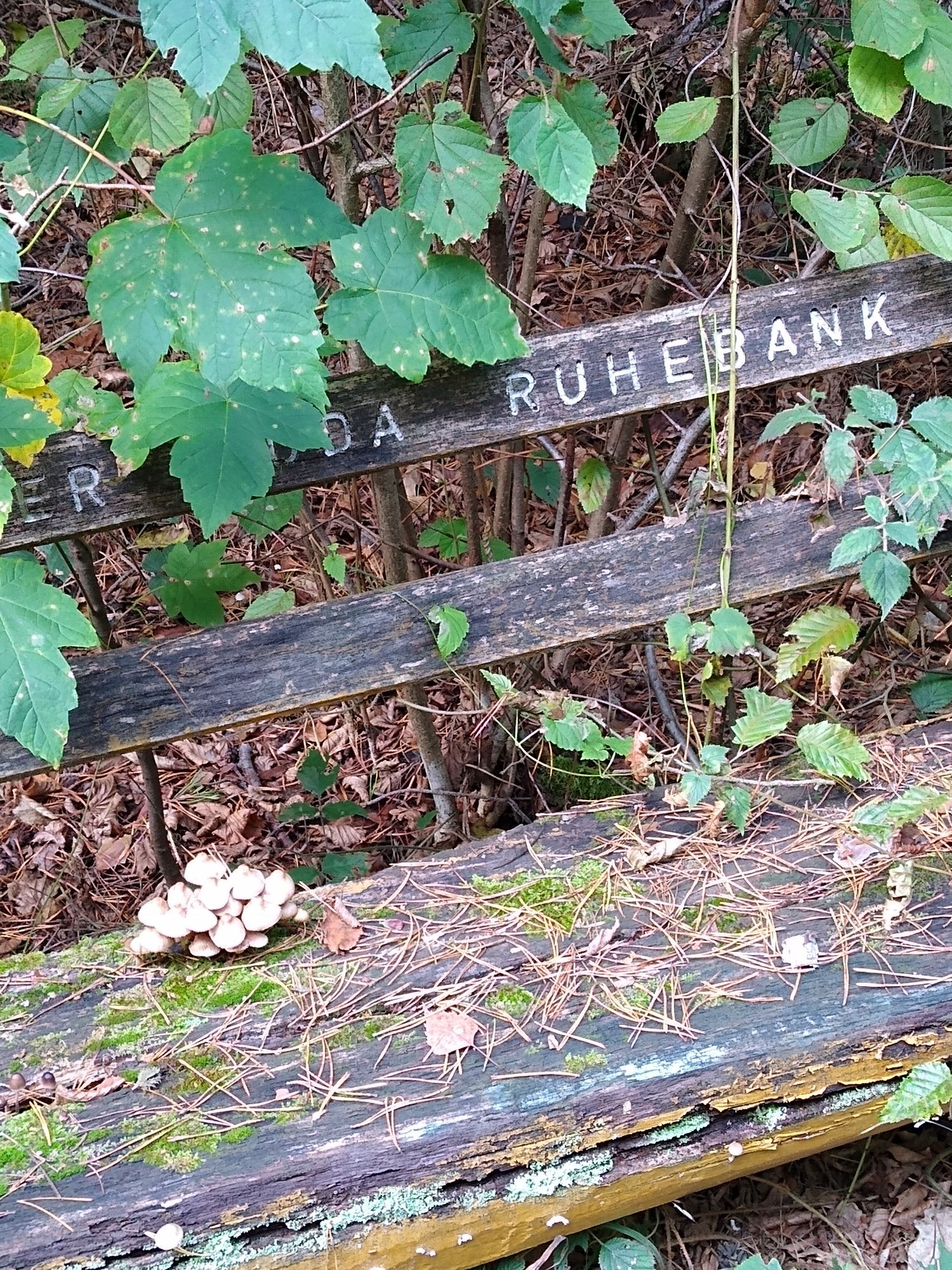 Pilze auf einer Ruhebank im Wald.