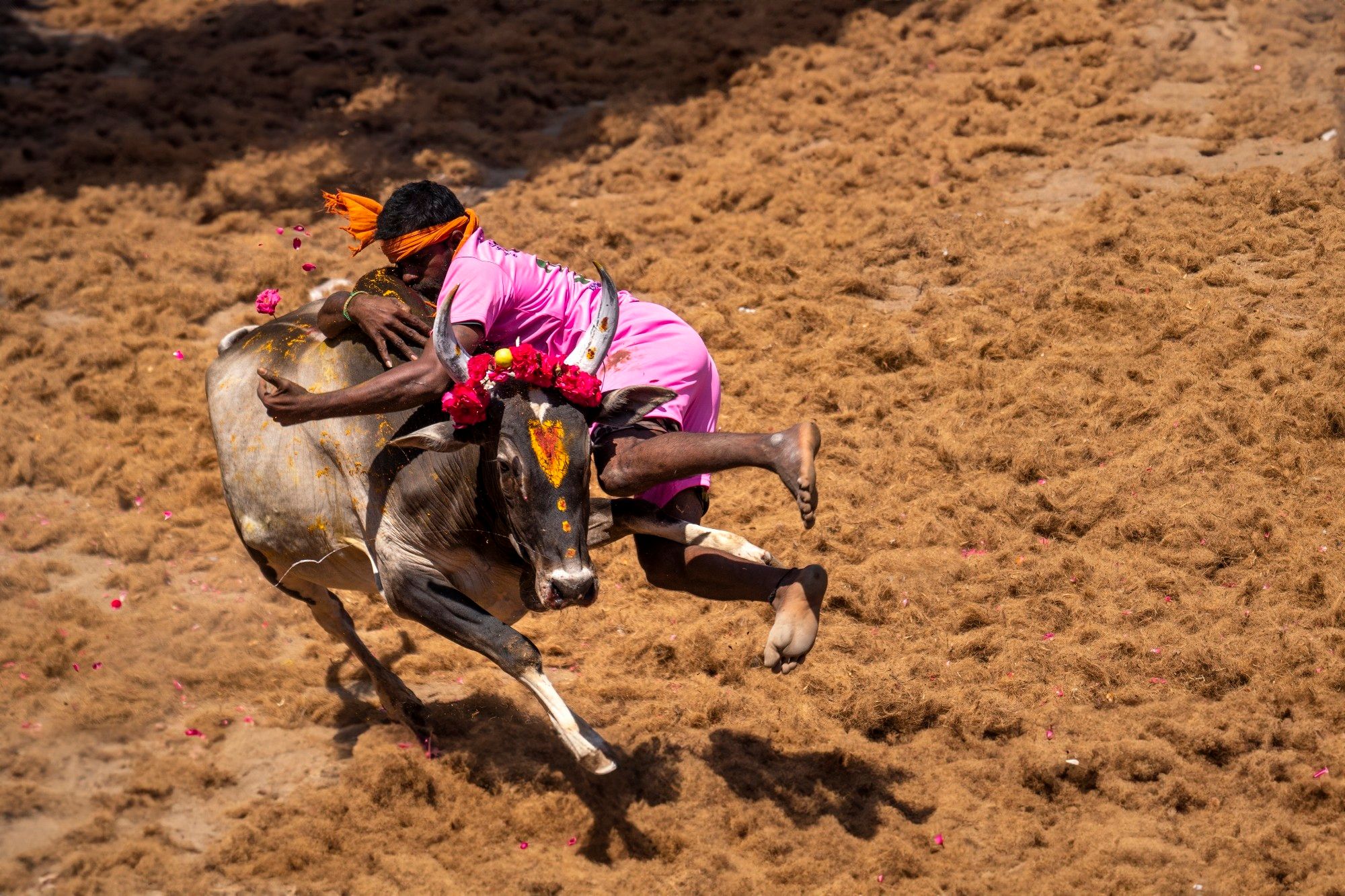 This was captured in one the ancient sport "Jallikattu". Jallikattu is a 2,000 years old competitive bull taming sport in which contestants attempt to tame a bull for a prize, wherein if they fail, the bull owner wins the prize.

This is known to have been practiced during the Tamil classical period (400–100 BCE). Jallikattu, a traditional Hindu festival/sport and an essential part of Tamil culture, is a practice by peasants to safeguard their pure-bred, indigenous bulls. Since cow breeding has increasingly become an artificial process, bulls are typically used for farming and meat. But Jallikattu provides peasants and farmers with an opportunity to preserve the indigenous breed of bulls. The celebration of Jallikattu is mentioned in Silappatikaram, the great epics of the Tamil classical period, and other ancient texts.

Bulls are brought to a common place where the ritual happens.