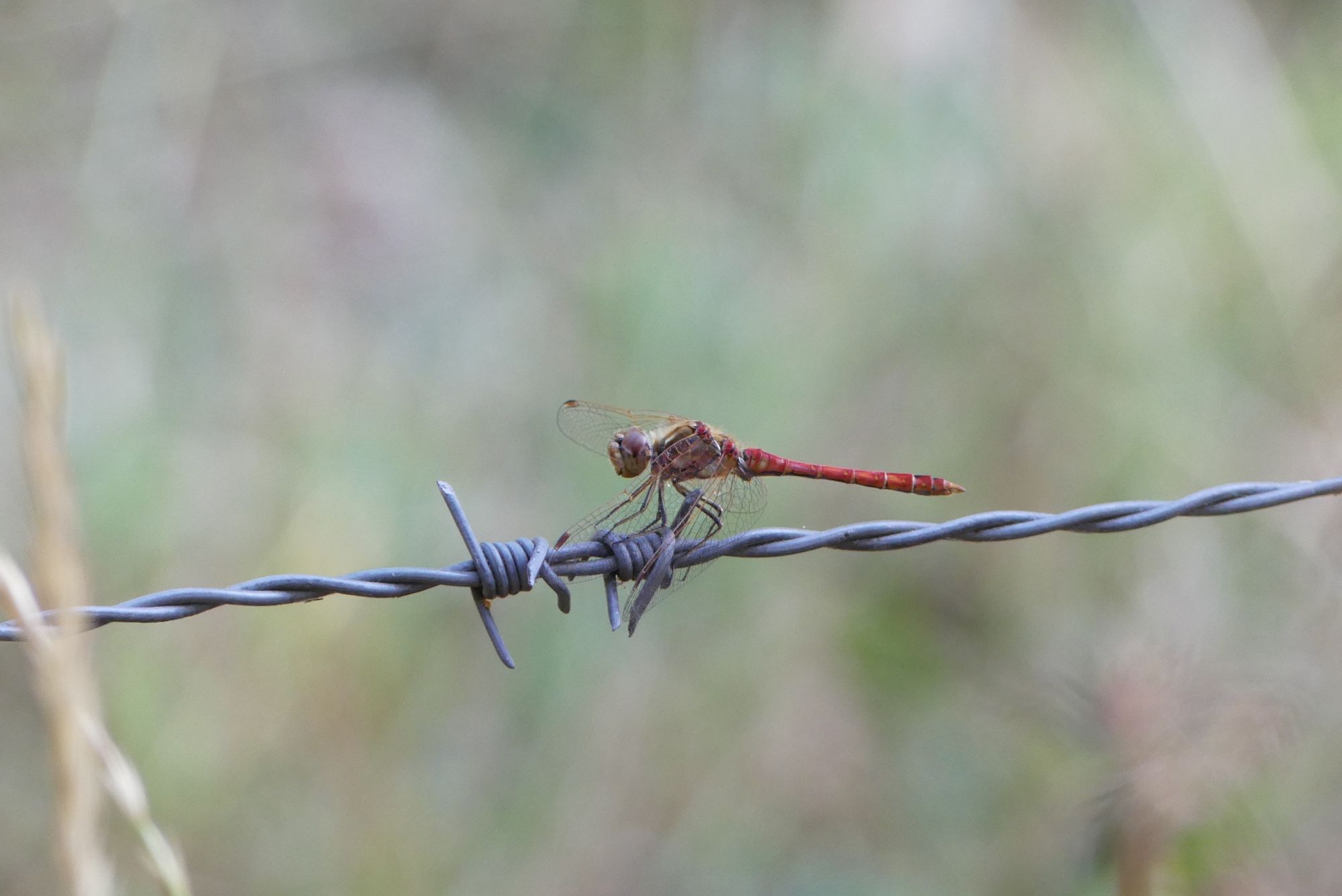 Bloedrode heidelibel