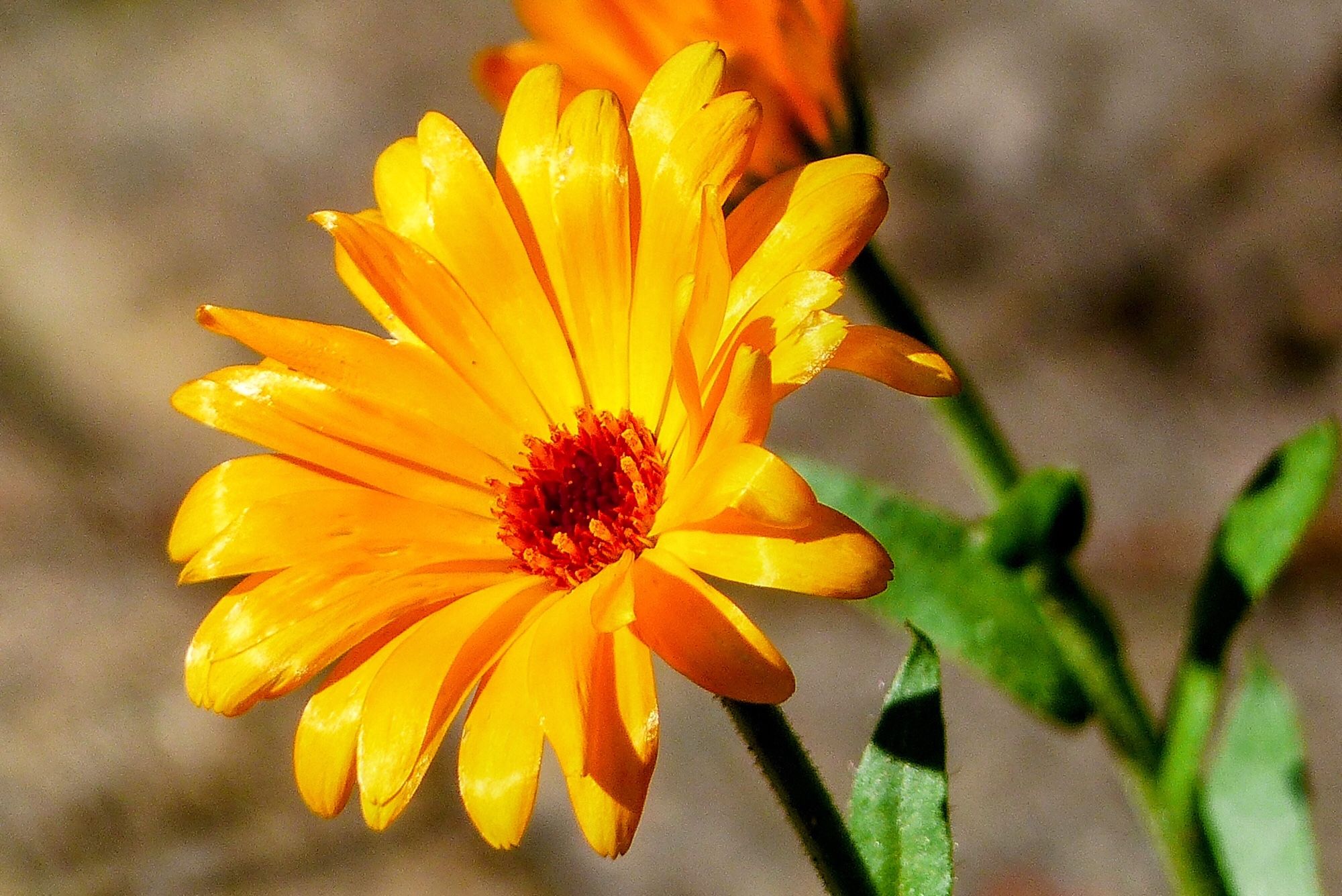 Het oranje van de goudsbloem