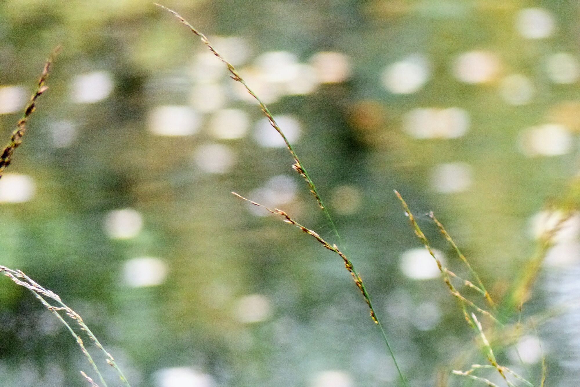 Glinsterende waterduppels werden vage bokeh