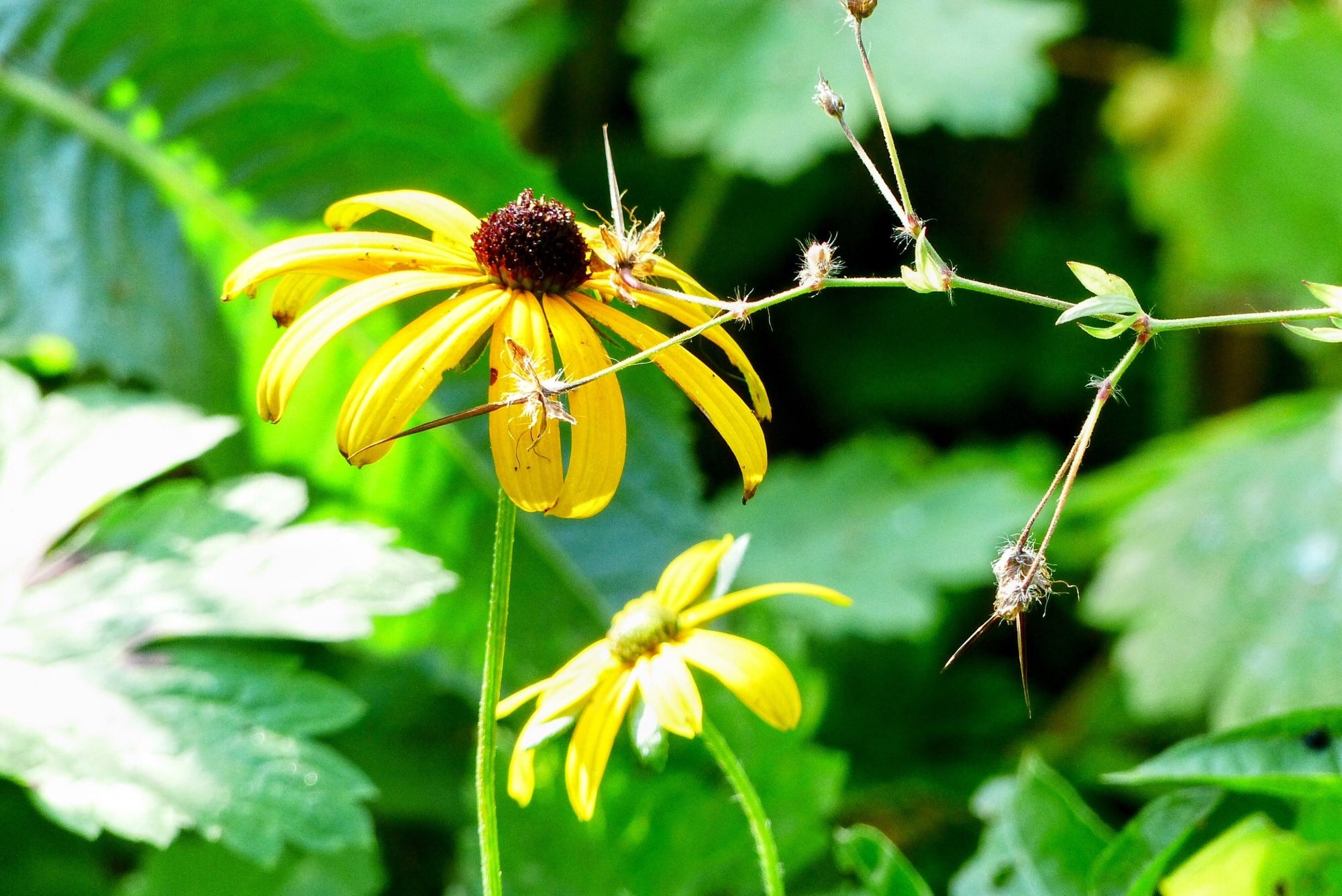 Het geel van de zonnehoed #rudbeckia fulgida aiton