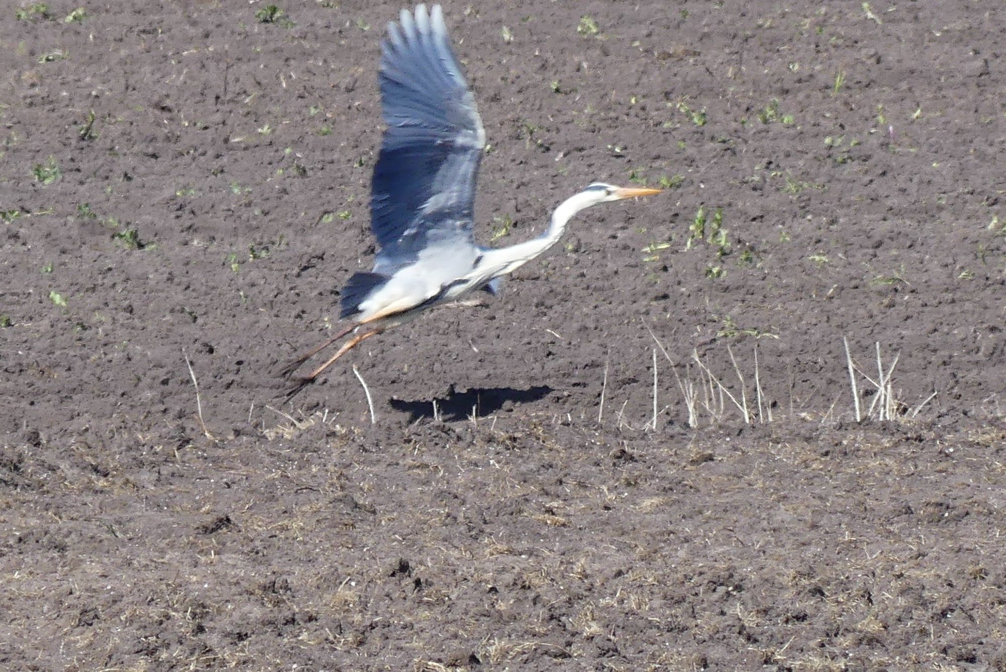 Blauwe reiger met zijn schaduw!