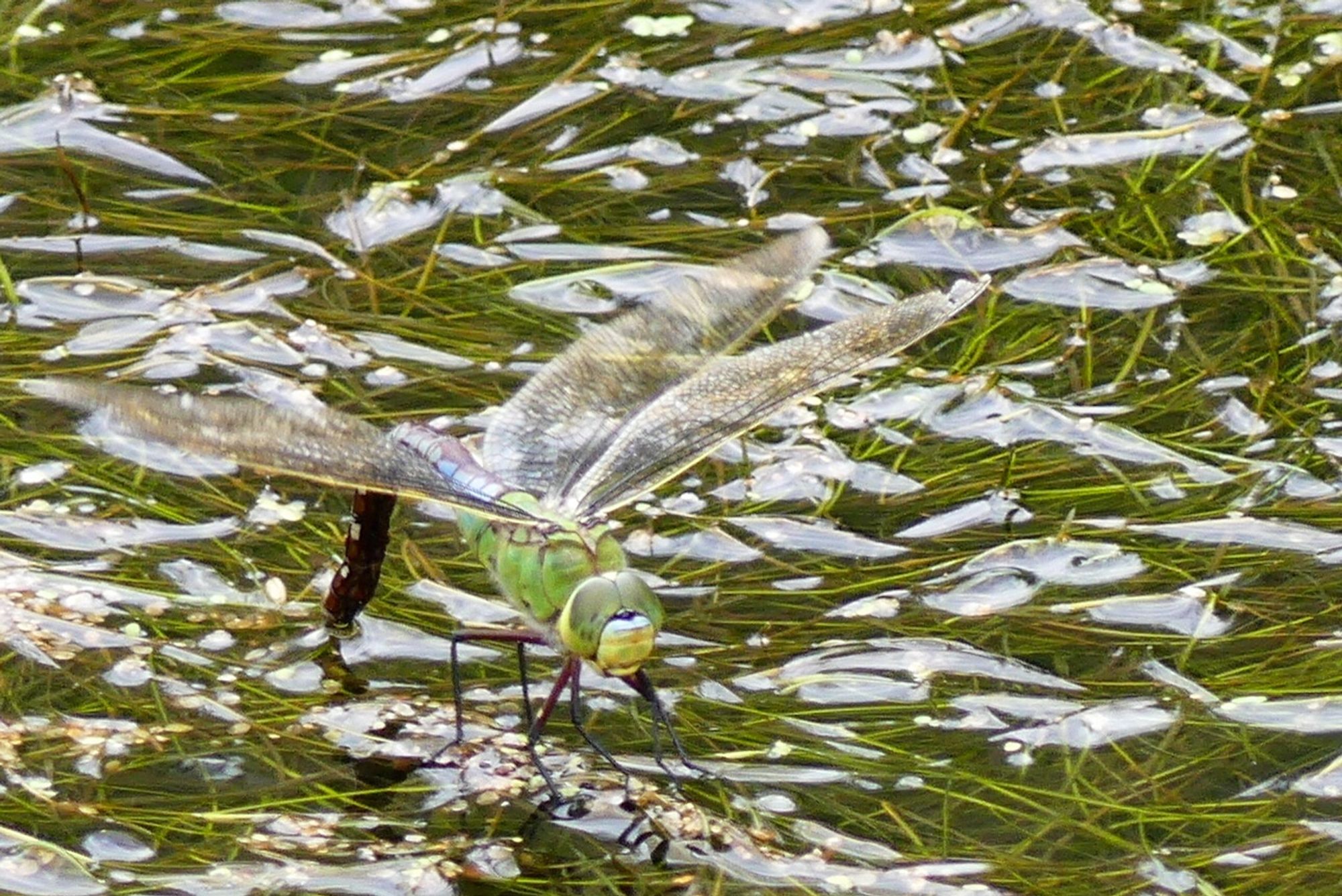 Grote #keizerlibel legt eitjes in glinsterend water.