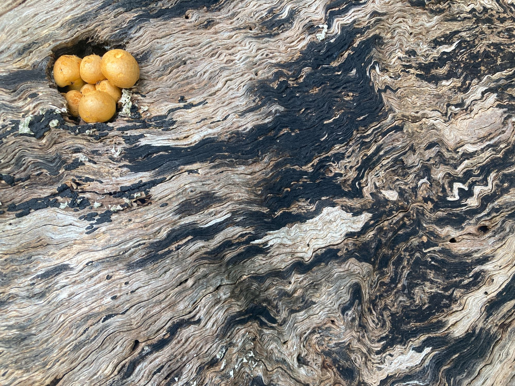 Fantastic swirly lines from the inside of a tree with fungi also growing in there.