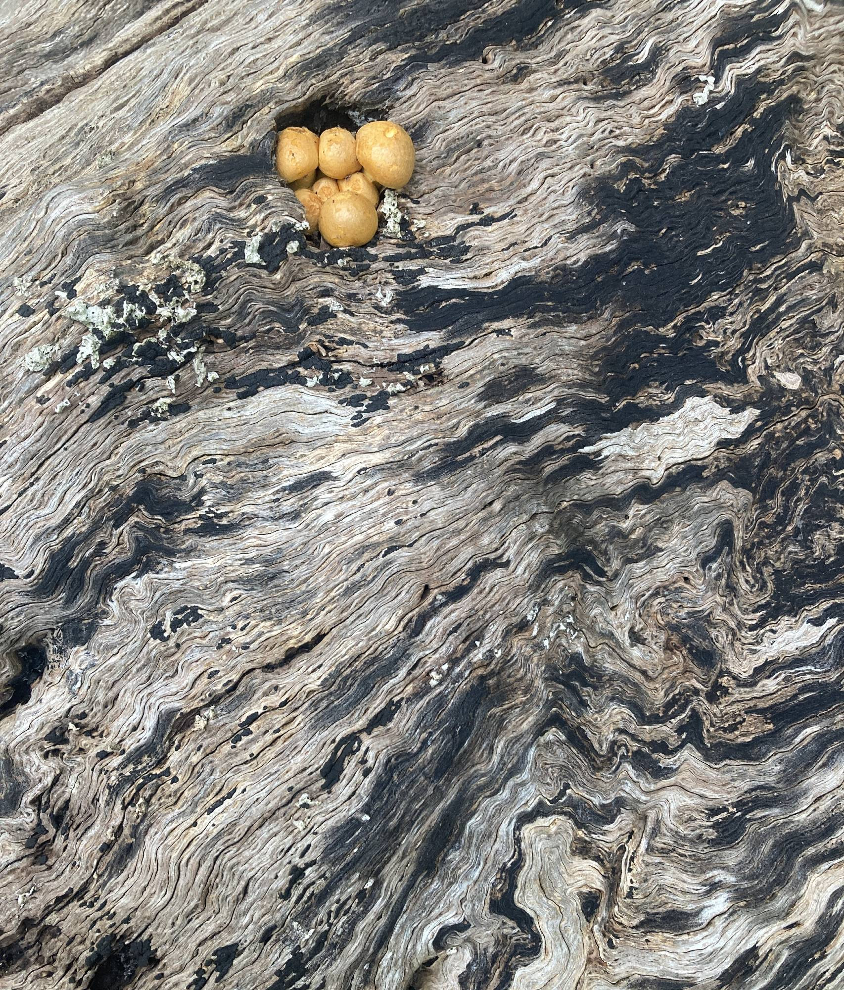 Fantastic swirly lines from the inside of a tree with fungi also growing in there.