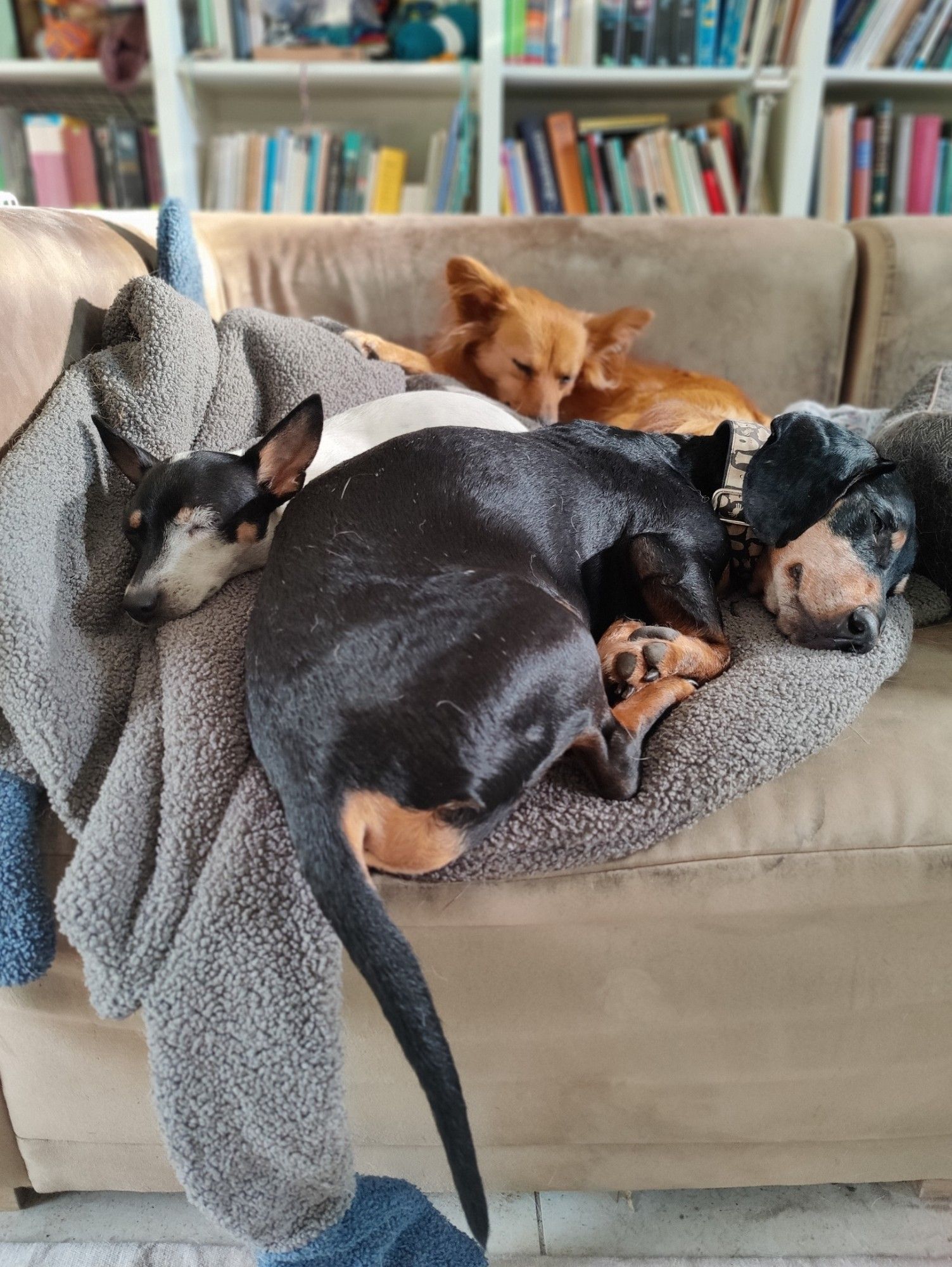 Drei meiner Hunde liegen auf der Couch beisammen. Im Vordergrund der alte schwarze Funddackel, an ihn geschmiegt die kleine, weiß-gefleckte Dörte und hintenan Foo, die rothaarige Rumänin.