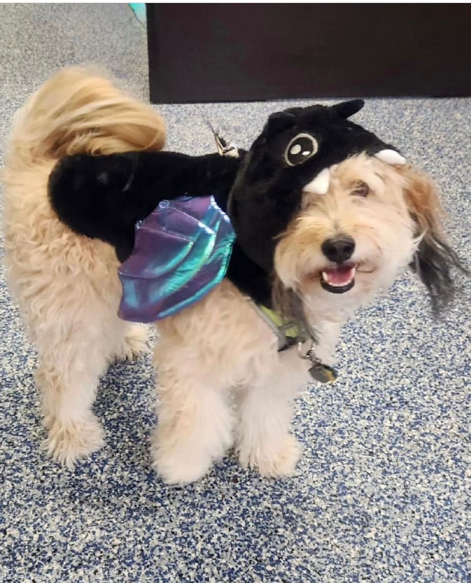 Fluffy tan pup in a black vampire bat costume.