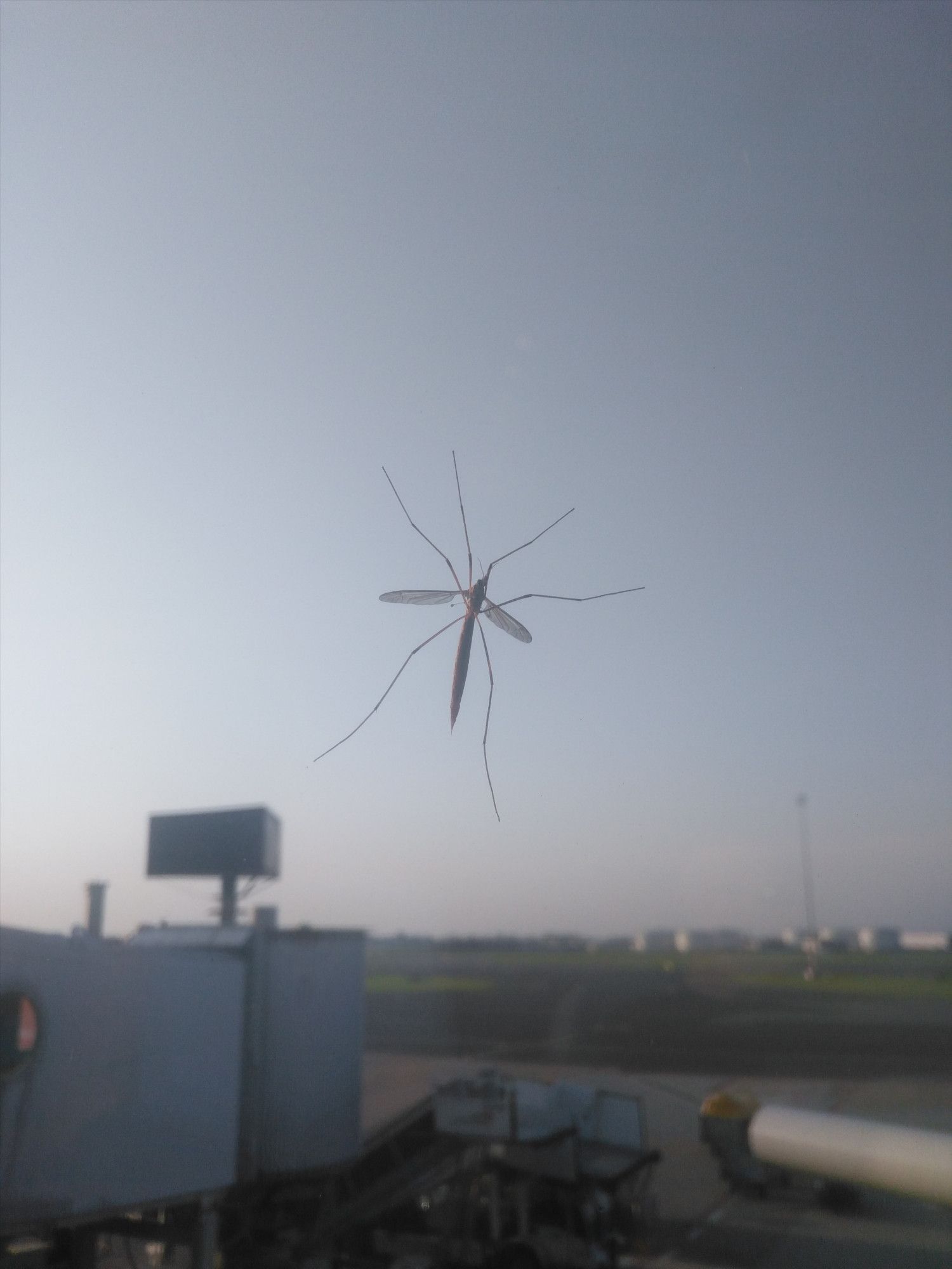 Bug on a window