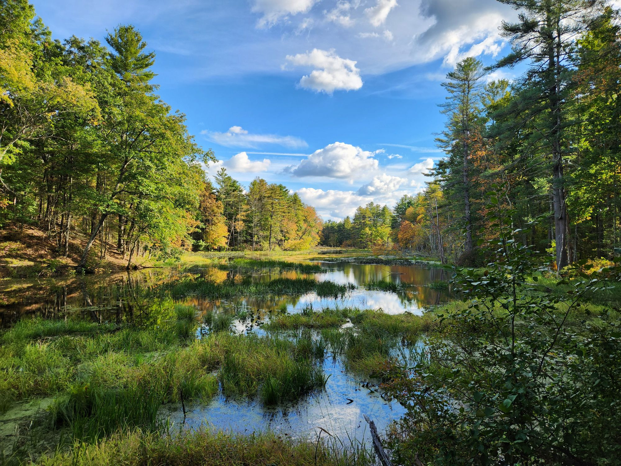 Landscape of fall colors and blue sky over a marsh pond