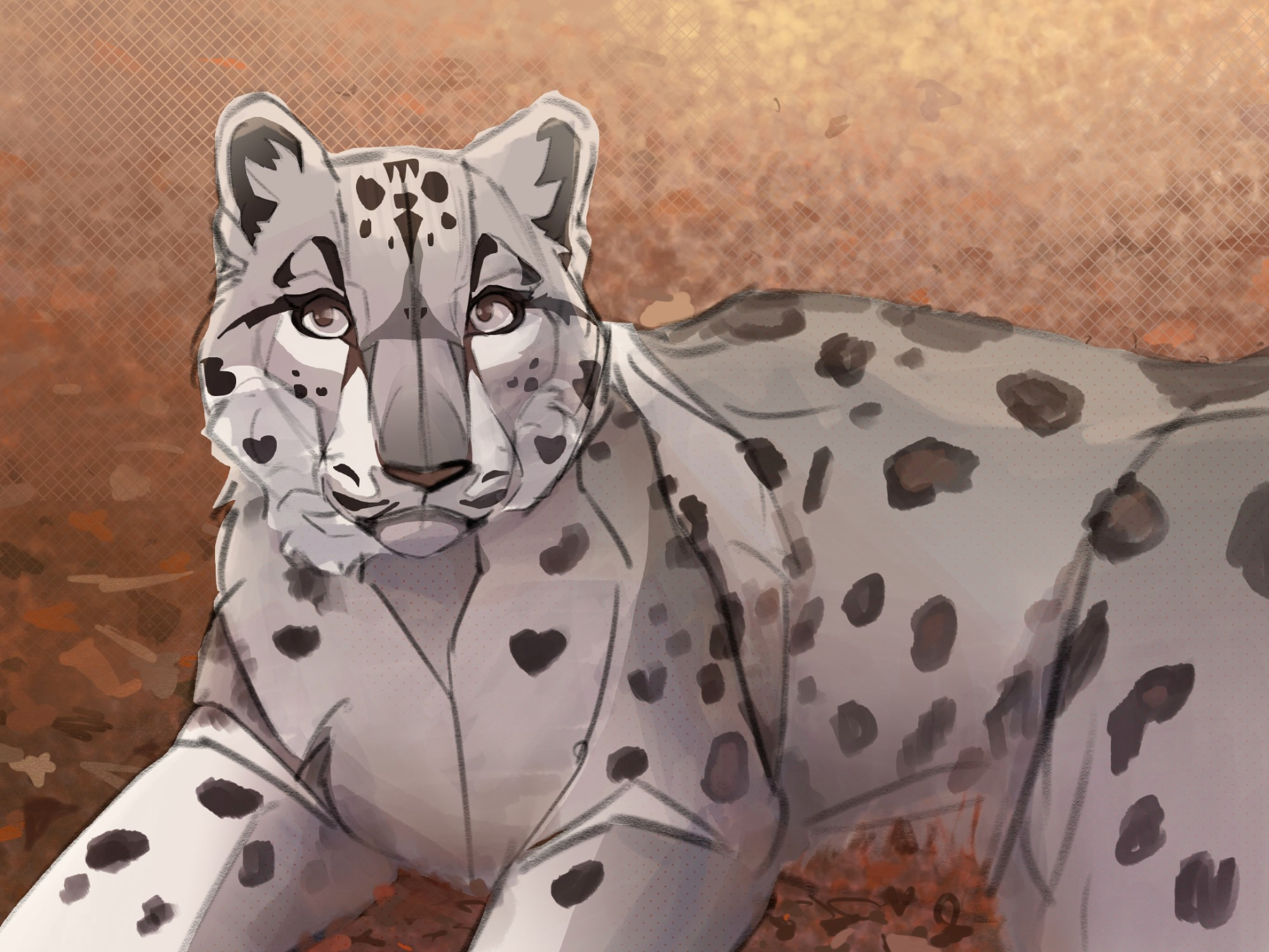 another snow leopard chilling