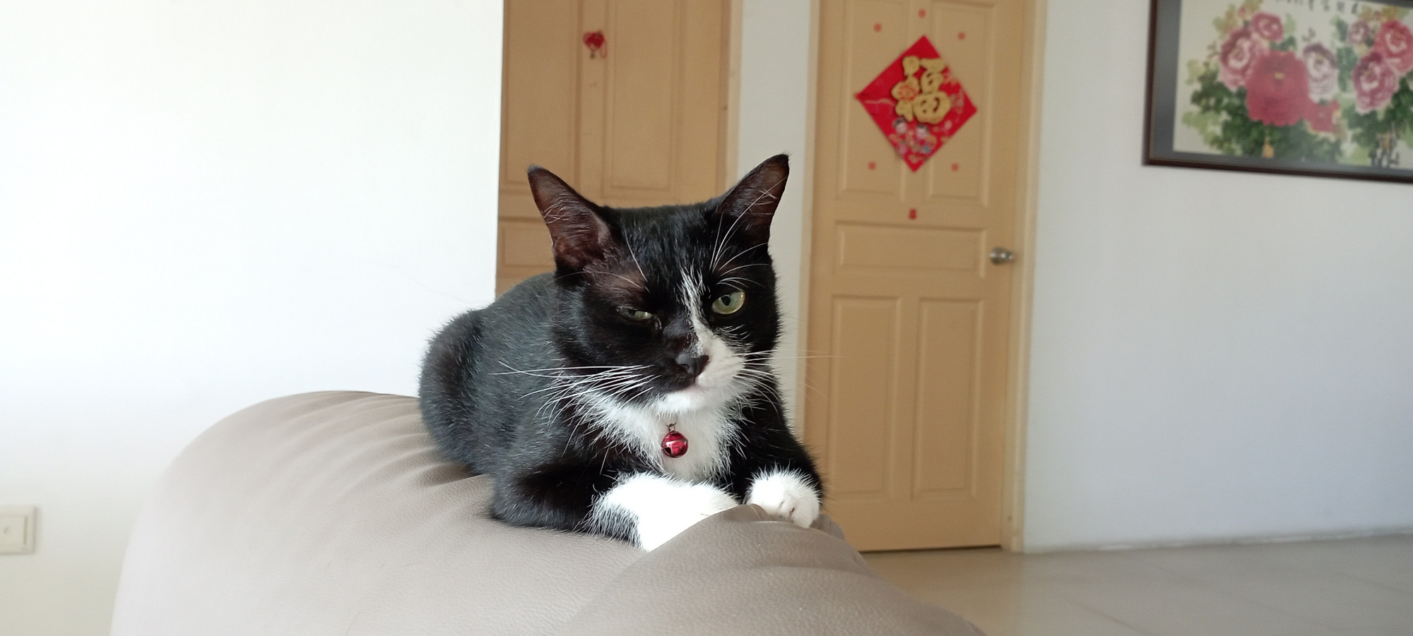 My tuxedo cat laying down on the sofa, staring at the camera filled with judgement.