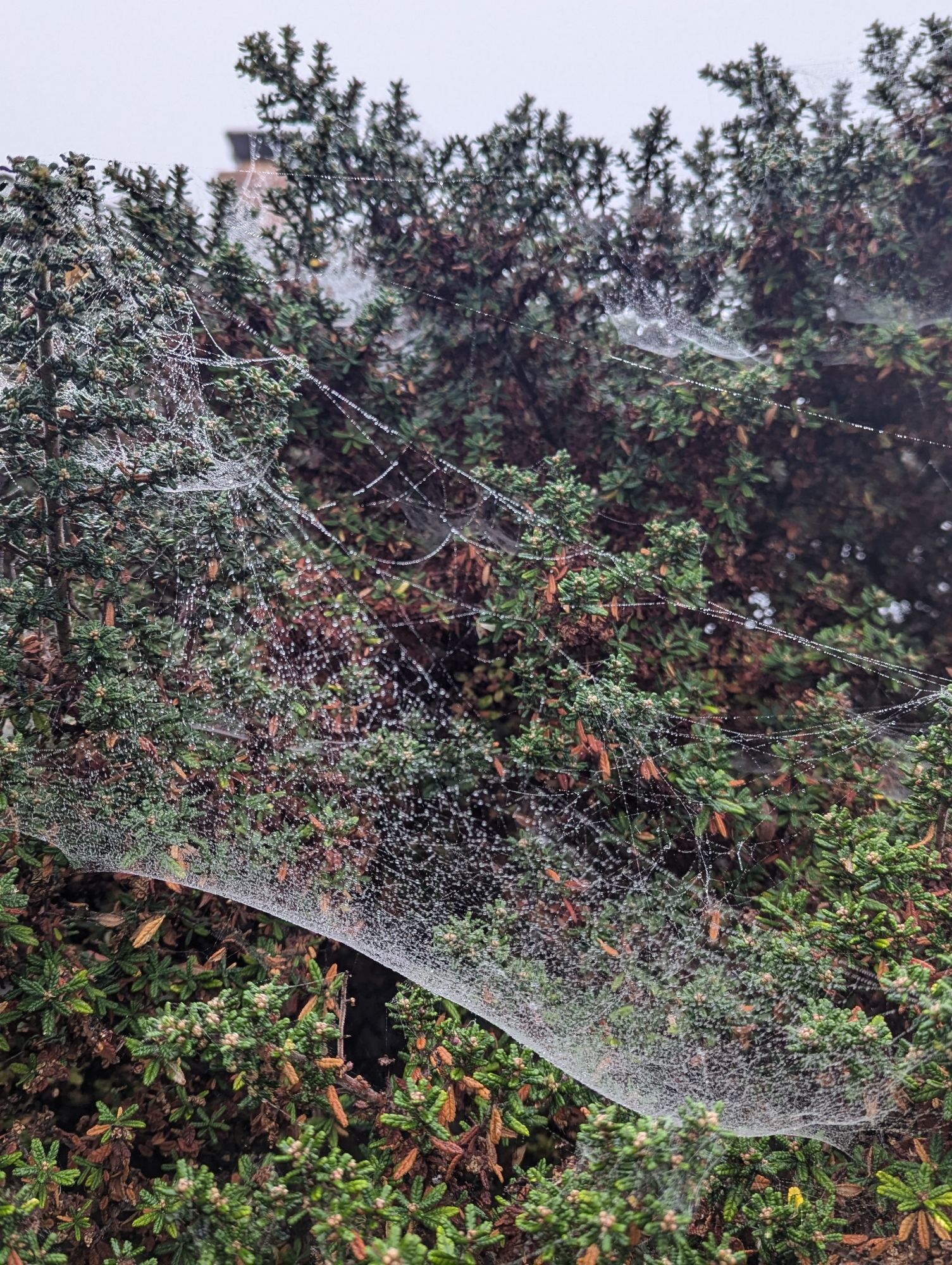 Spiderwebs coated in morning dew droplets