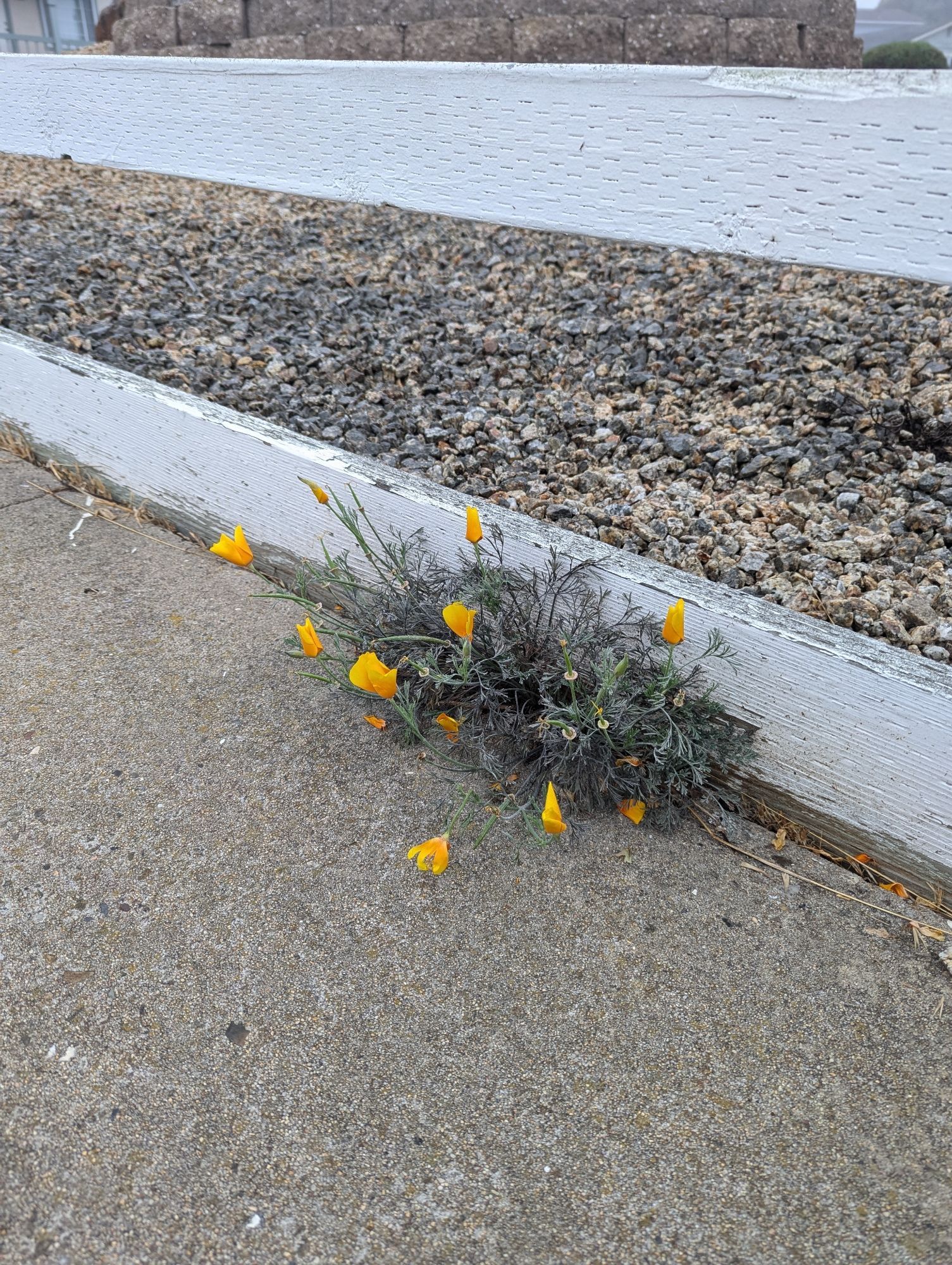 Poppies growing on the side of the sidewalk