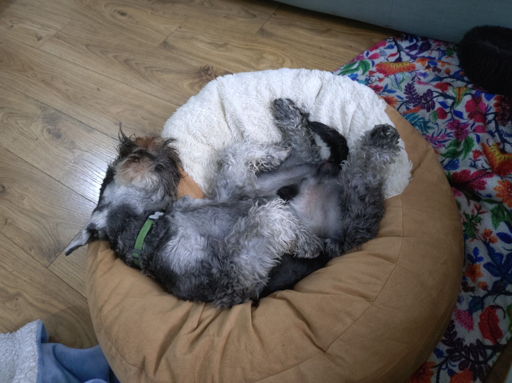 An upside down, legs up, balls up Schnauzer in a donut bed.