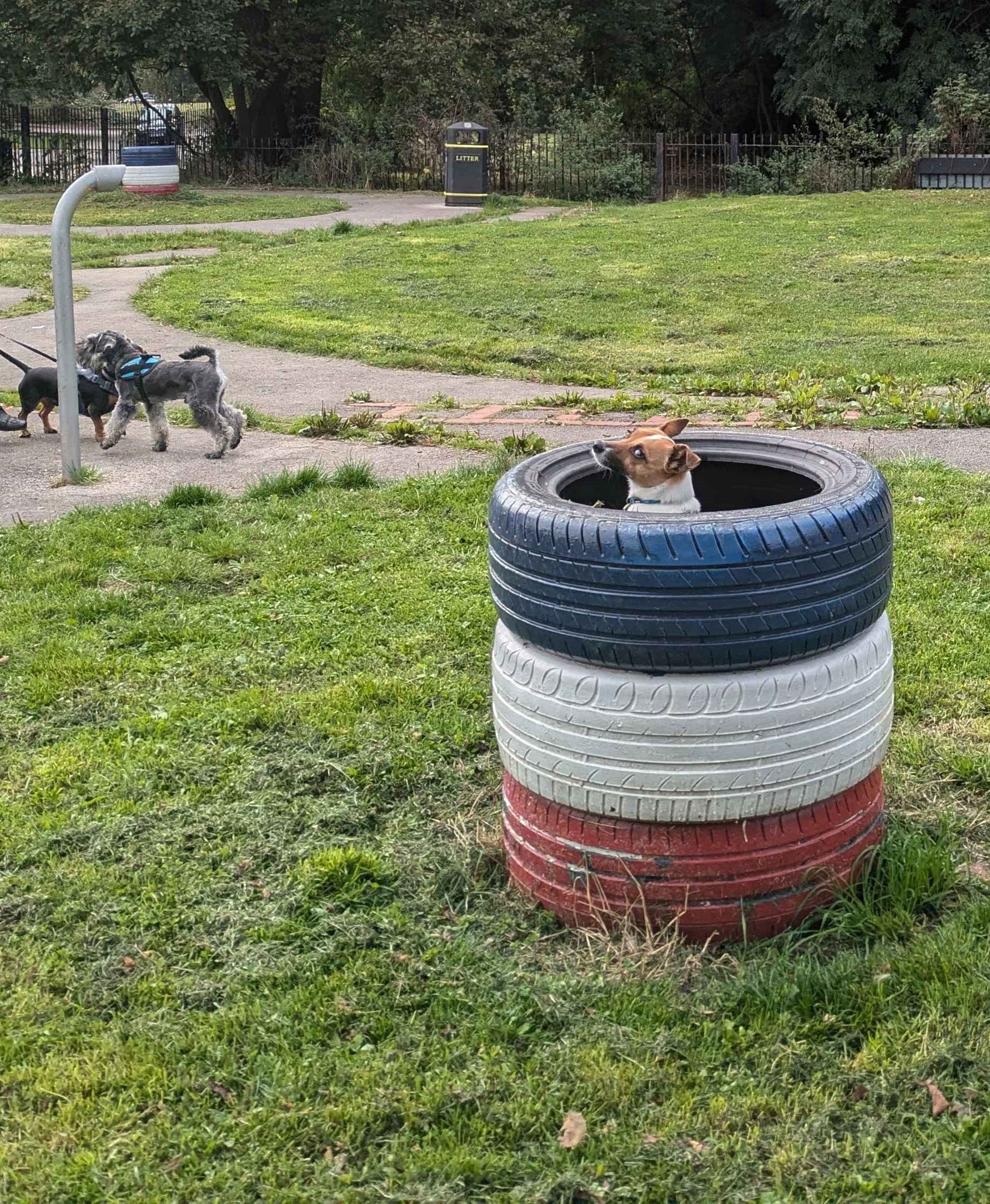 a jack russel terrier doing a funny look whilst sitting in a plant bed made out of tires