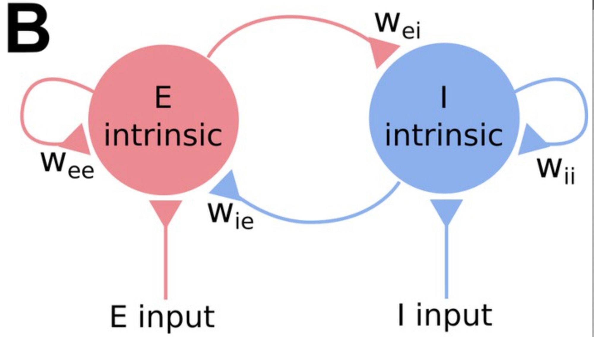 Simple circuit diagram of excitatory-inhibitory recurrent neural network, with all possible synapse types indicated.