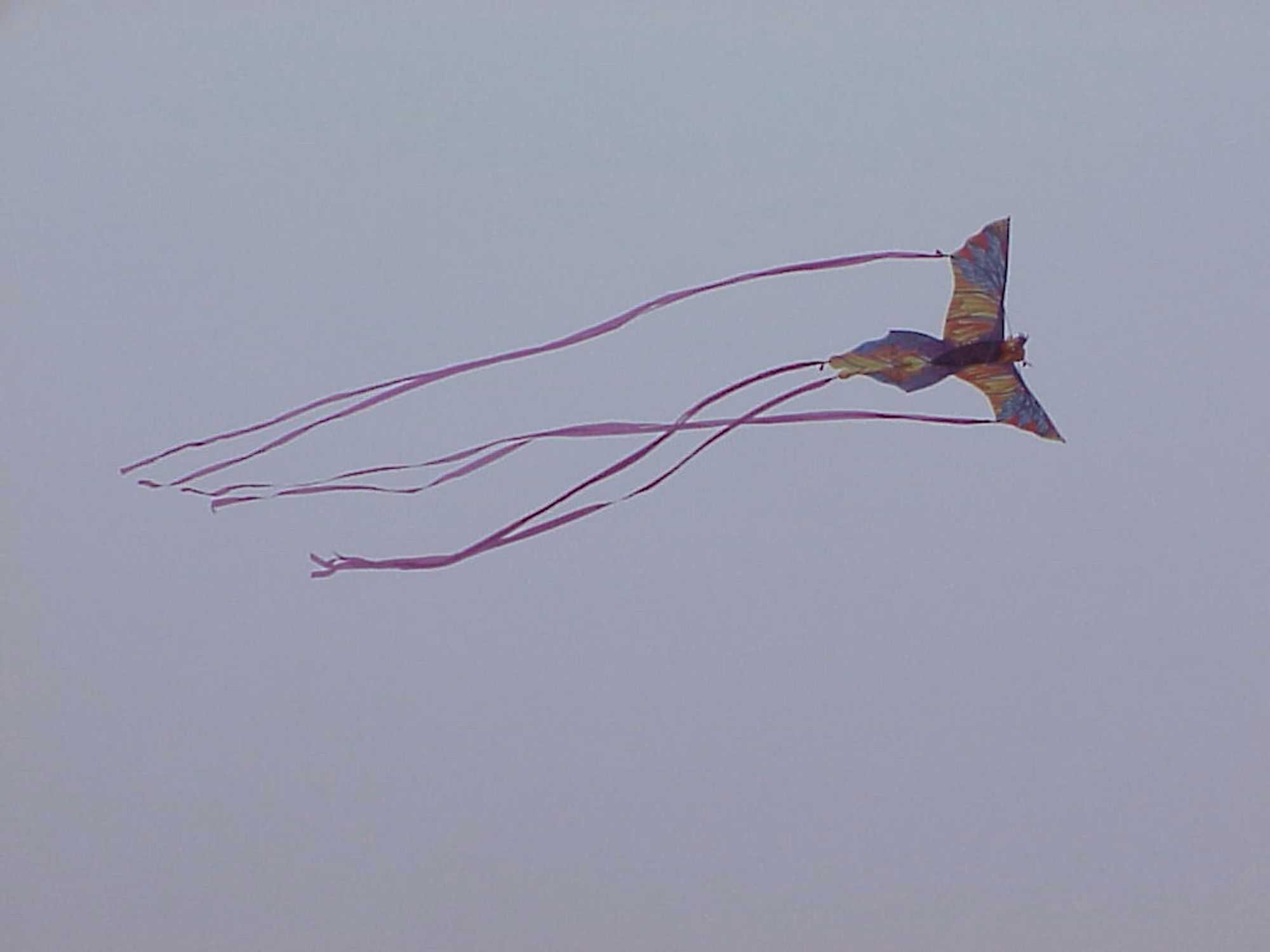 A kite that looks like a scarlet macaw, in the sky. The scarlet macaw has four kite tails, two in the center and one on each wing.