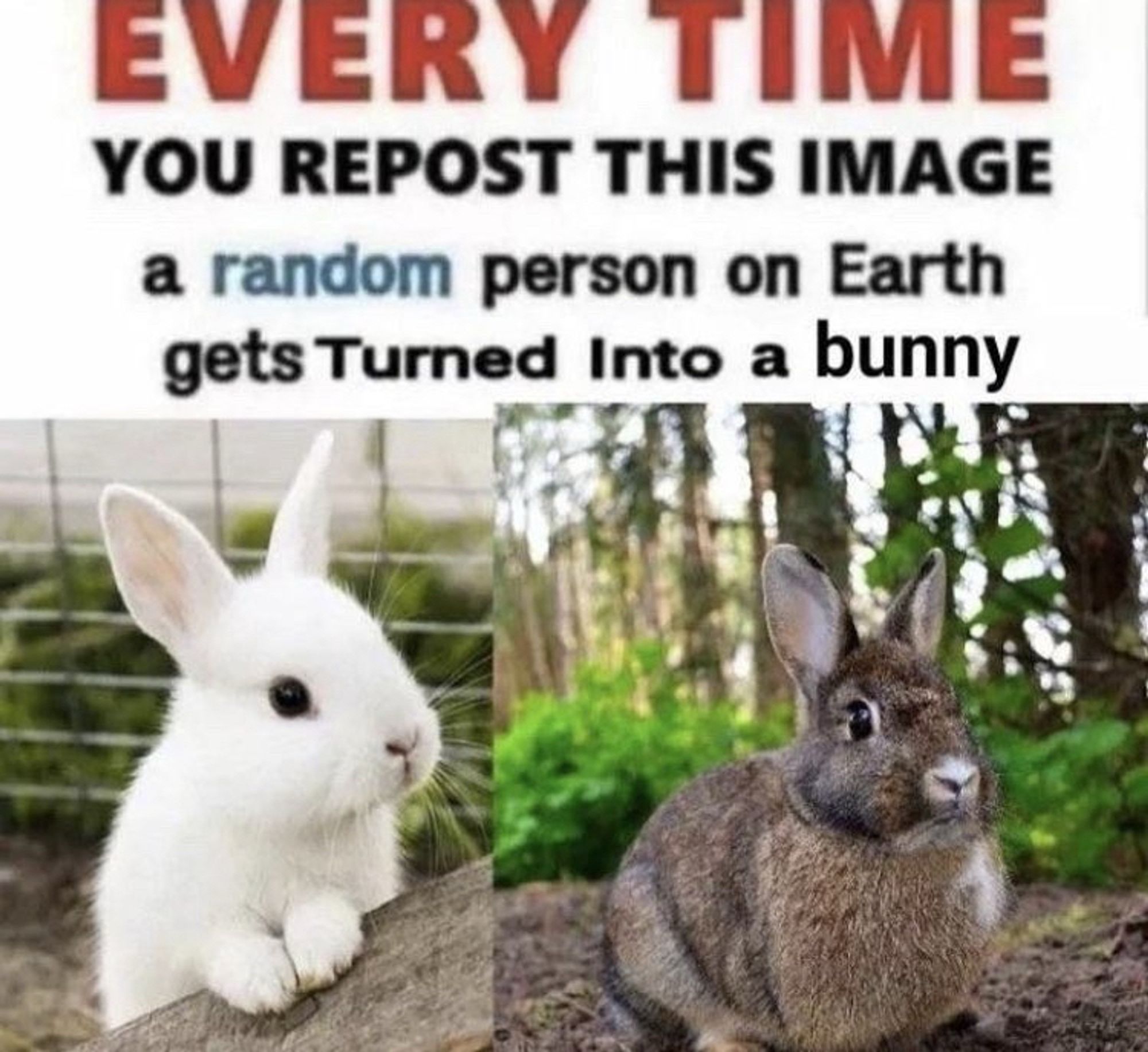 The header says:
“EVERY TIME YOU REPOST THIS IMAGE
a random person on Earth gets Turned Into a bunny”.

Two bunnies are shown below, a white one and a brown one.