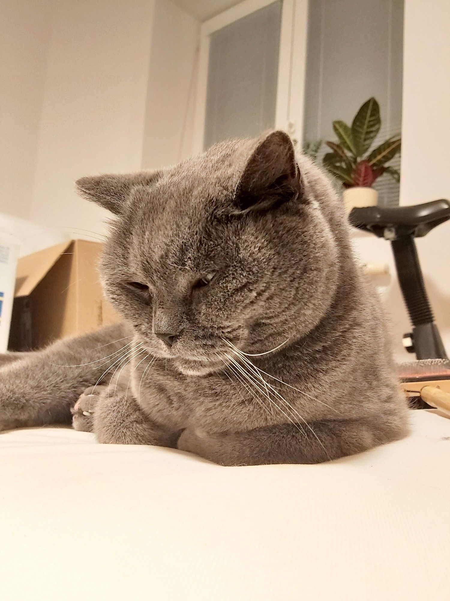 An elderly grey British shorthair cat, giving sideeye to the camera