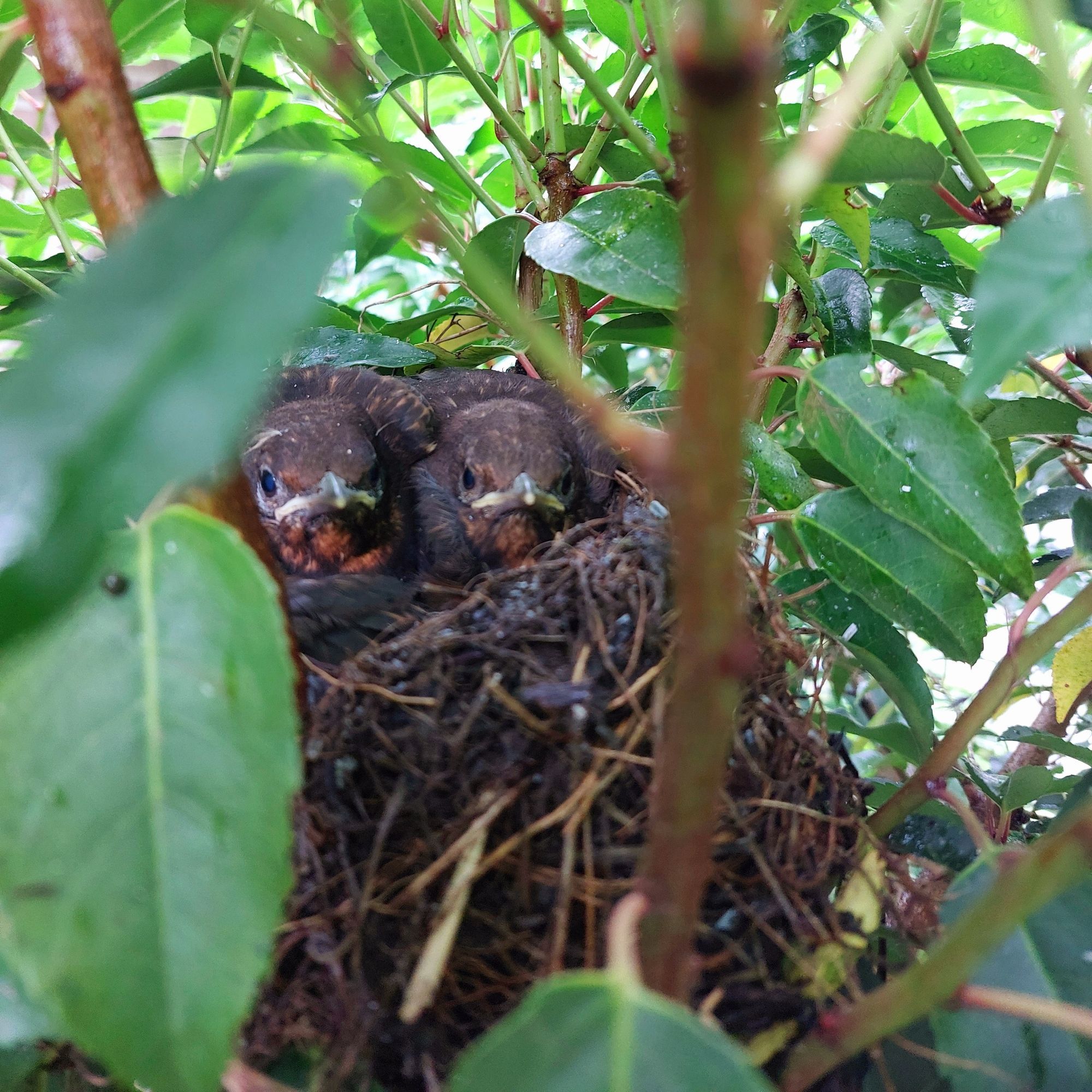 2 kleine vogeltjes in een nestje tussen de bladeren