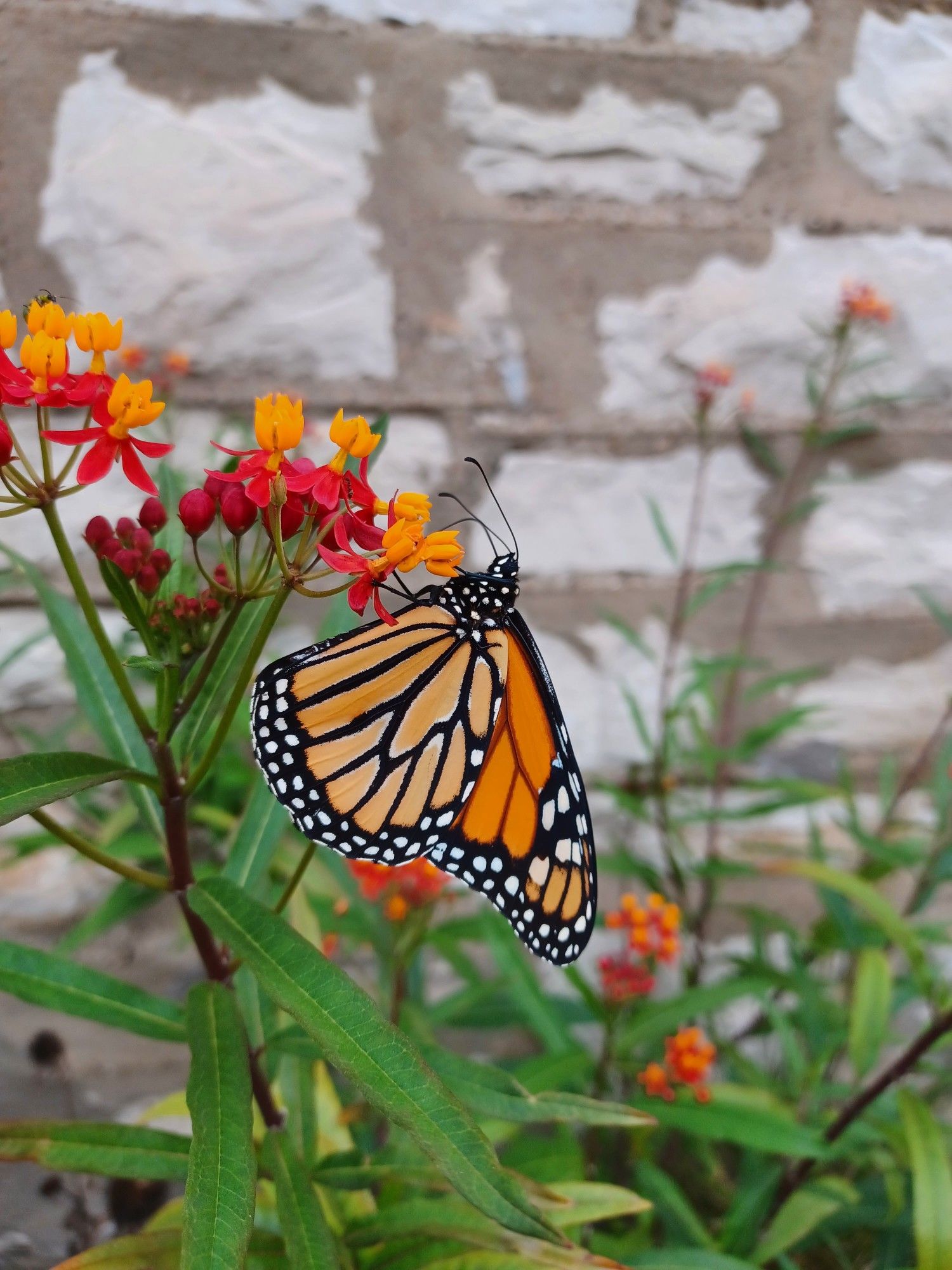 A monarch butterfly sits on some orange flowers