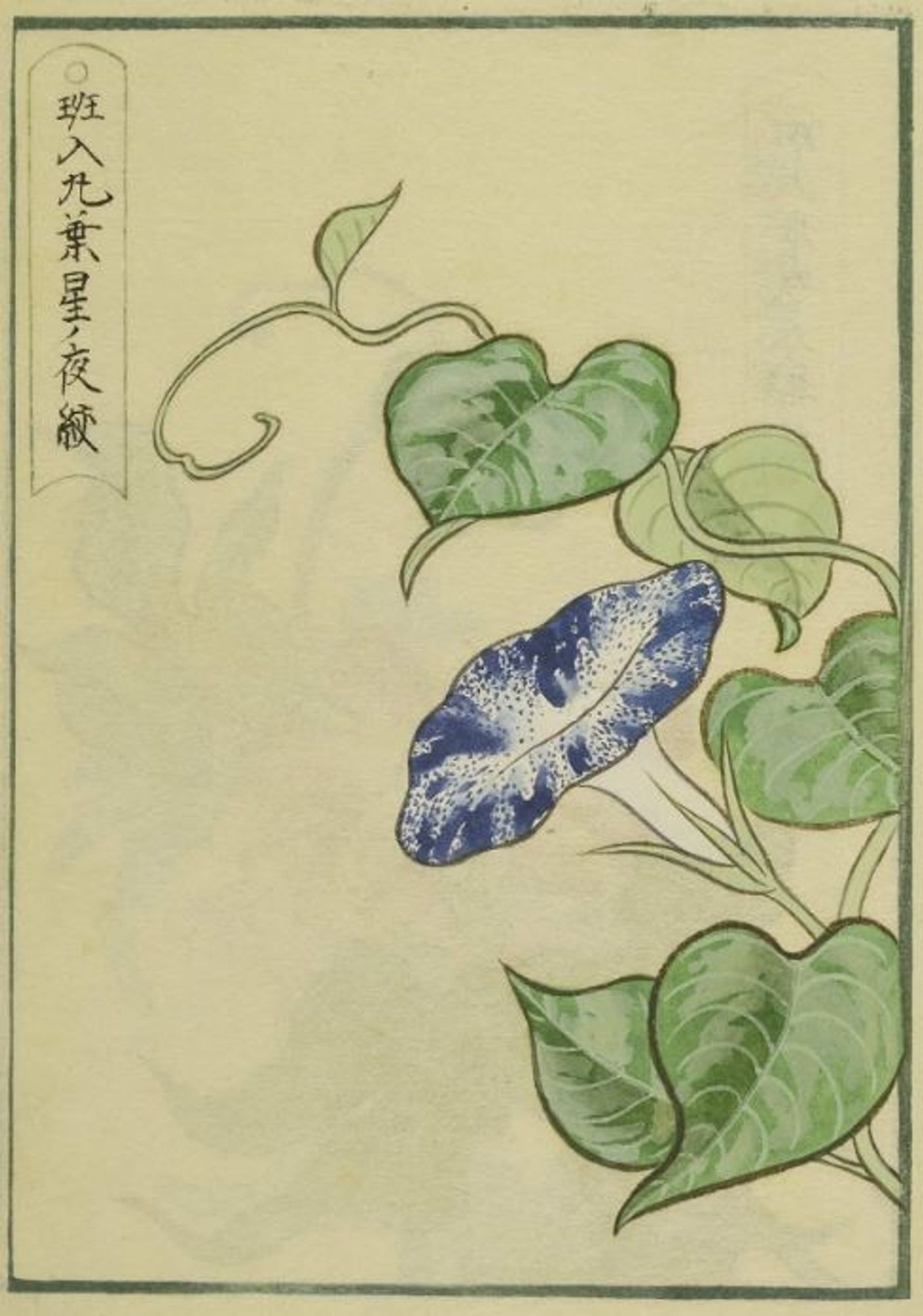 An old illustration of a blue morning glory from the Cortazzi Collection at the Lisa Sainsbury Library.