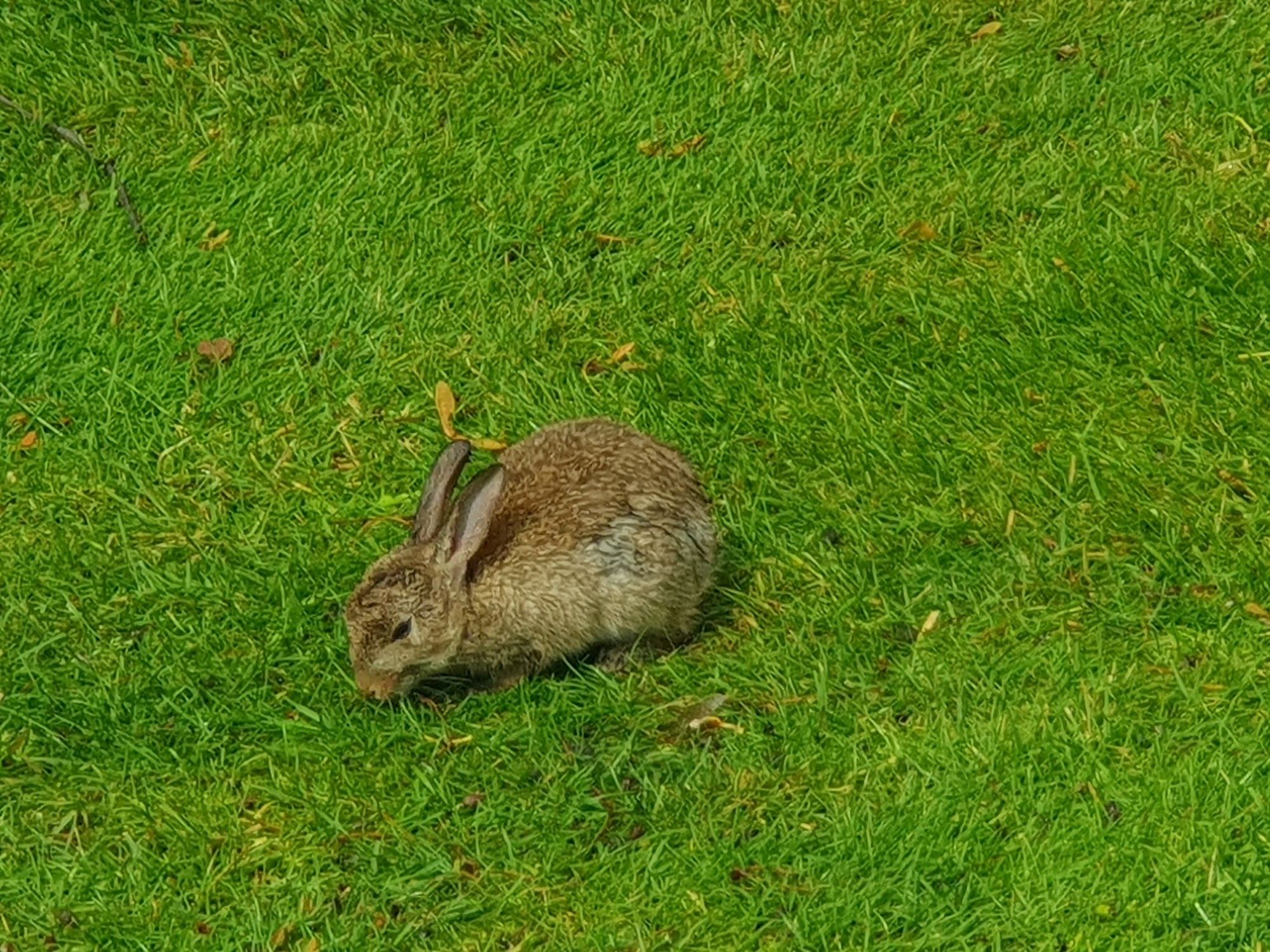 Photo shows a young brown rabbit sitting on a lawn, nibbling the grass