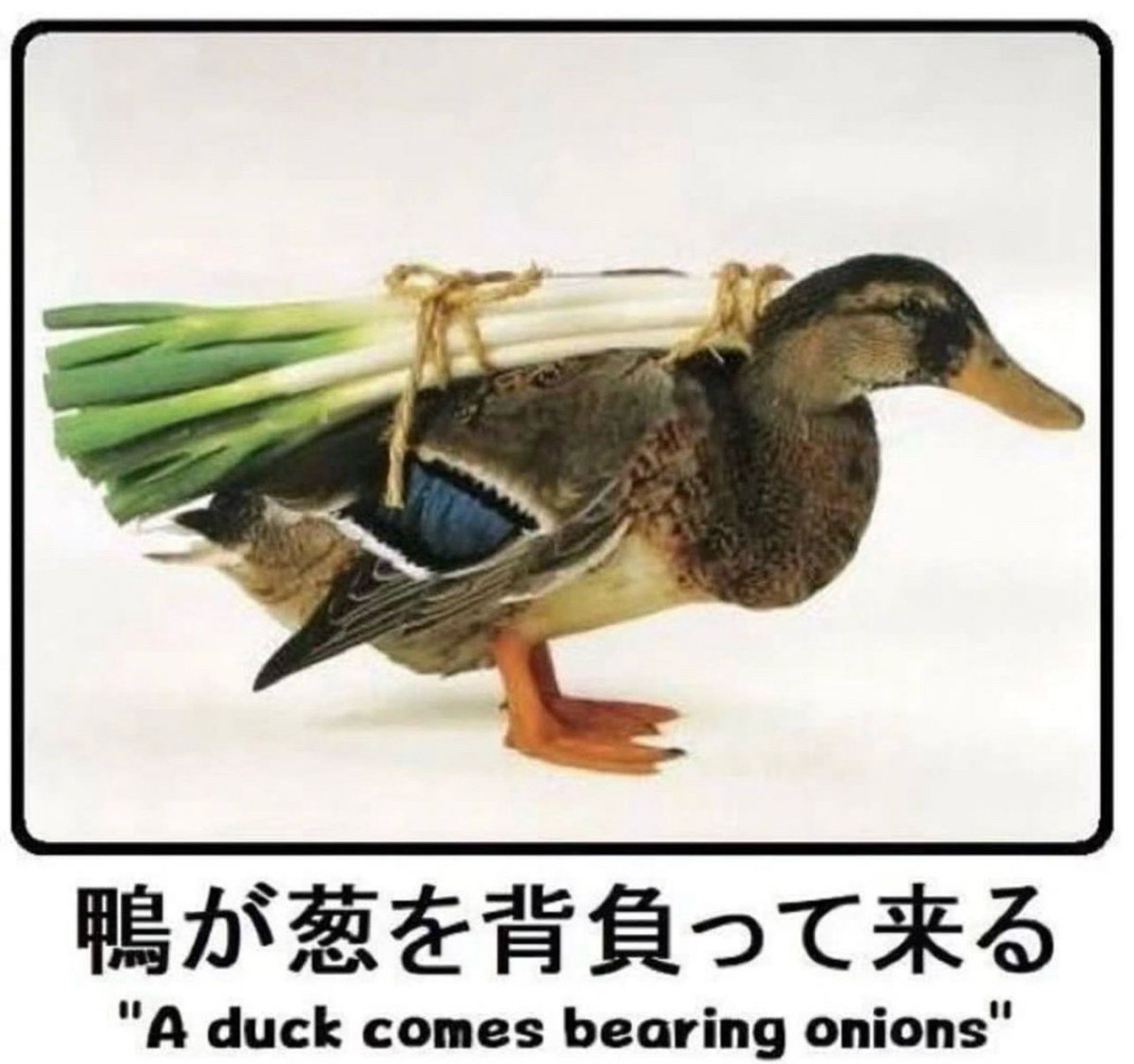 鴨が葱を背負って来る
"A duck comes bearing onions"