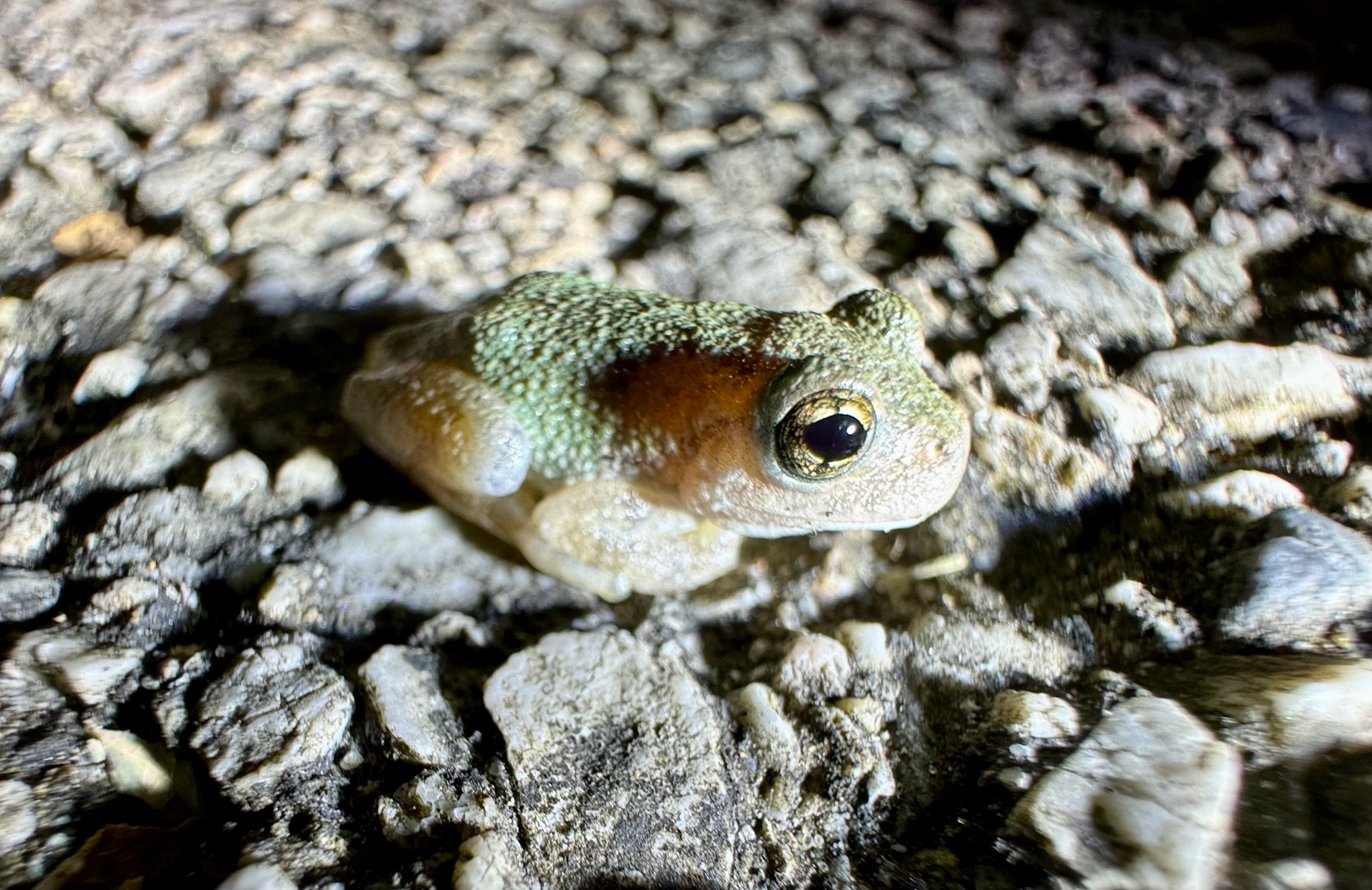 The colors of a gray treefrog vary with the colors of its background and environmental factors such as season and humidity, but shades of gray are most common with black blotches on the back. Variations of brown, green, and pearl-gray colors have been noted. Green colors are more prominent during the breeding season and in yearling frogs. Usually, there is a white mark beneath the eye. The ventral skin on the hind legs, in the groin region, may appear orange to golden yellow with black speckles and the belly is white.

https://animaldiversity.org/accounts/Hyla_versicolor/ 