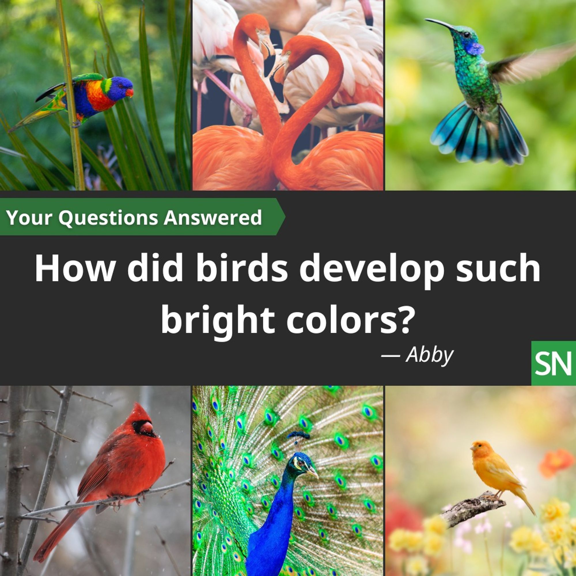 A composite image showing six birds in squares, 3 on the top row and 3 on the bottom row. From left to right the top birds are a brightly colored Rainbow Lorikeet, flamingos, and a hummingbird. On the bottom row is a cardinal, a peacock and a yellow songbird. The text box in the middle of the image reads ‘Your Questions Answered’ ‘How did birds develop such bright colors?’ – Abby