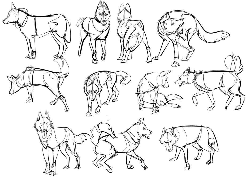 Loose sketches of dogs in various poses from reference.