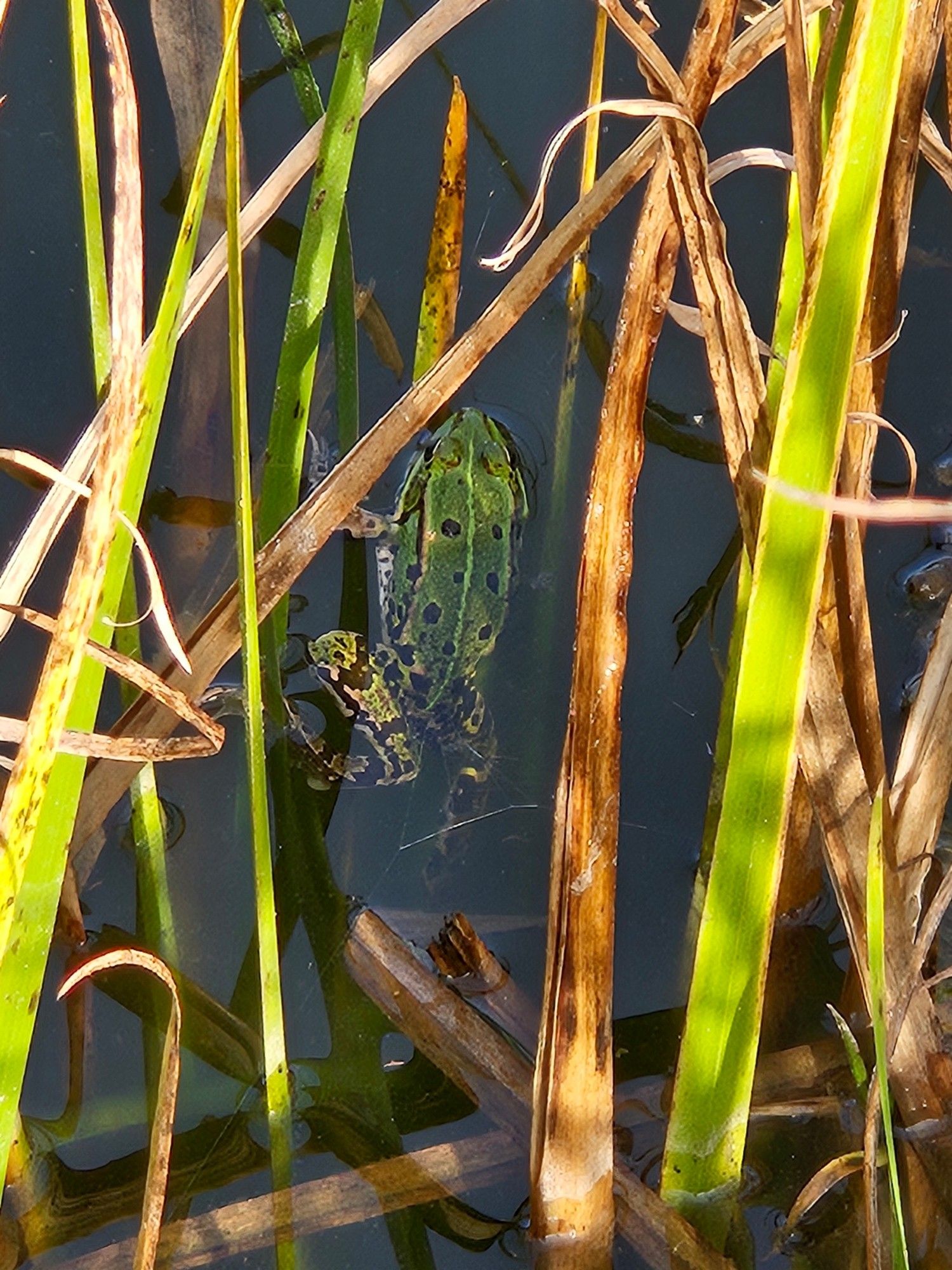 Zwischen grünen und braunen Schilfblätteen sitzt ein grüner Frosch mit braunen Punkten im Wasser