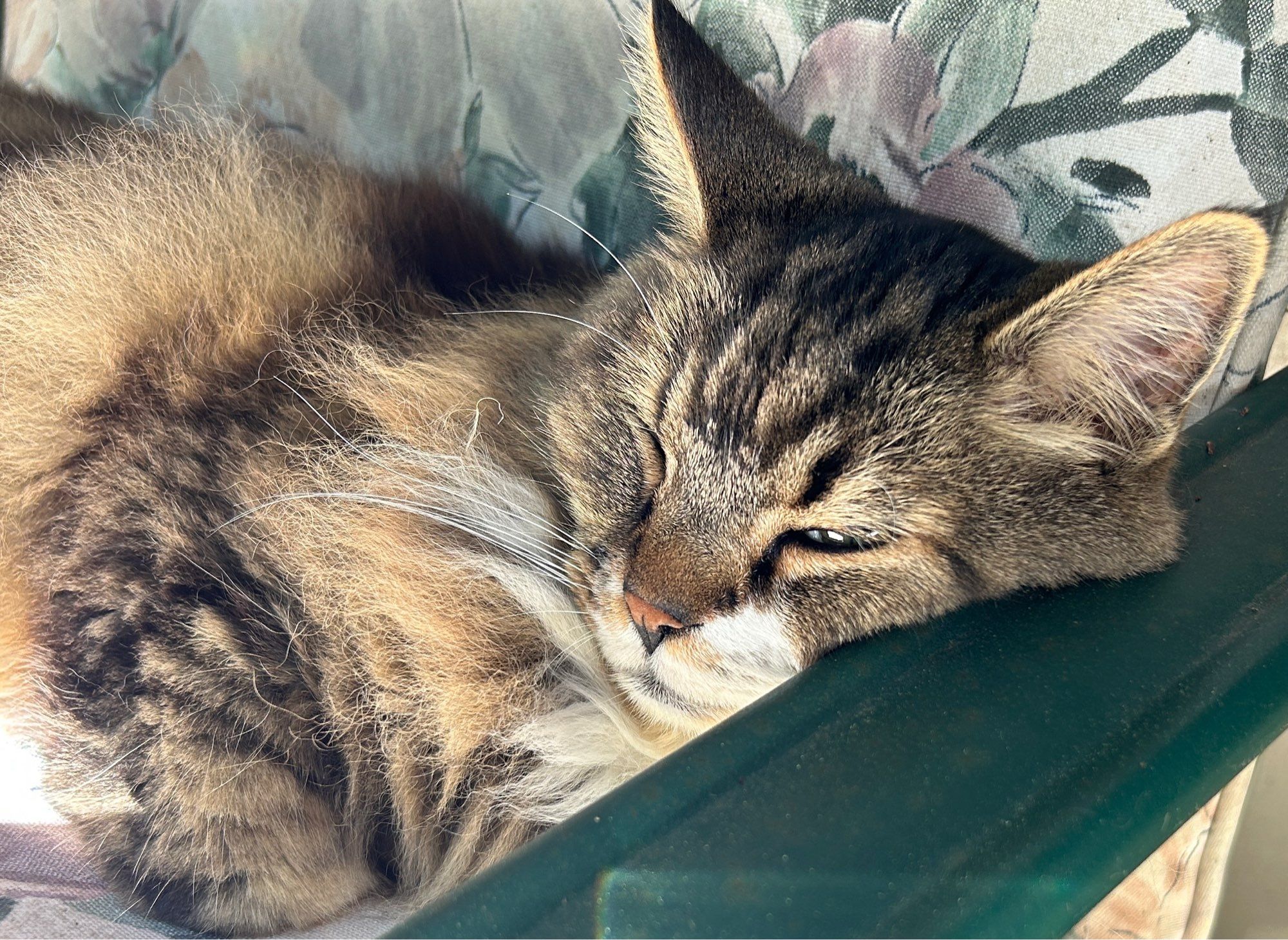 A fluffy feline boy lounging in a chair after a quiet freakout involving a dive through a spiderweb and the ensuing hour long cleaning.