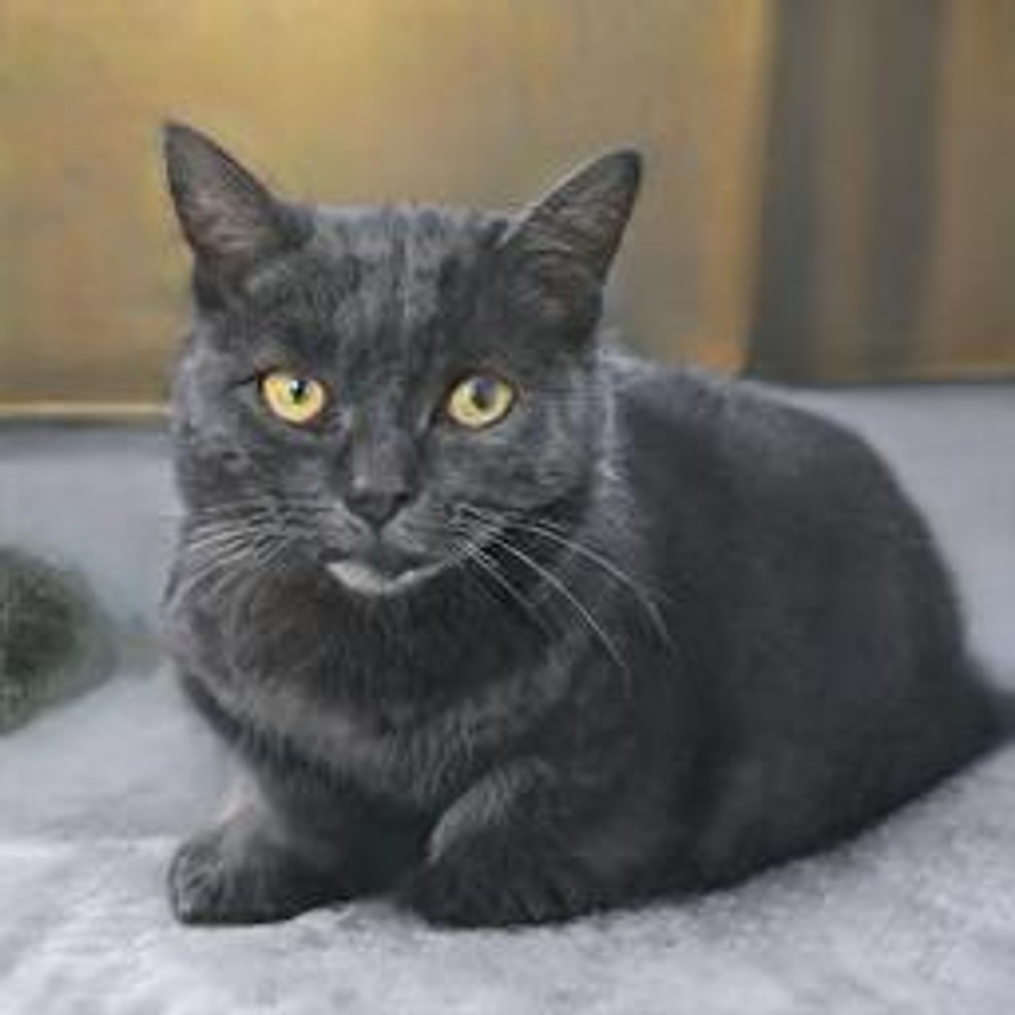 A photo of a black cat with yellow eyes, sitting on a fuzzy surface, looking directly at the camera. The cat appears to be sizing up the viewer.