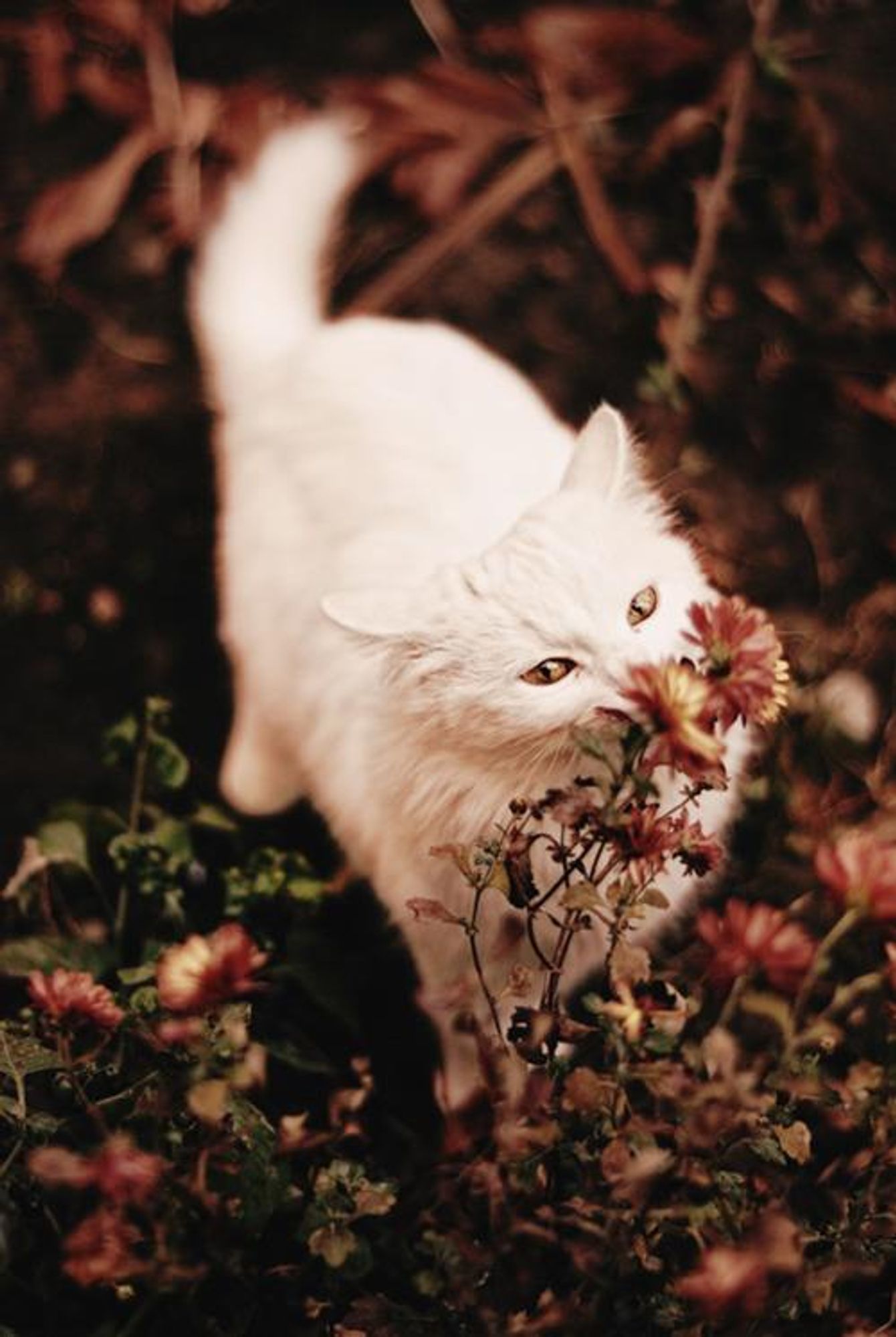 A white cat with golden eyes is standing in a patch of reddish brown flowers and plants. It is sniffing a flower with its head tilted to the side and its eyes closed. The cat is fluffy and its fur is white and white with a slight yellow tint. The background is out of focus and the flowers are all blurred. 

#cats #catsofinstagram #catlover #cute #funny #animals #pet #petstagram #photography #nature #flowers #garden #spring #summer #fall