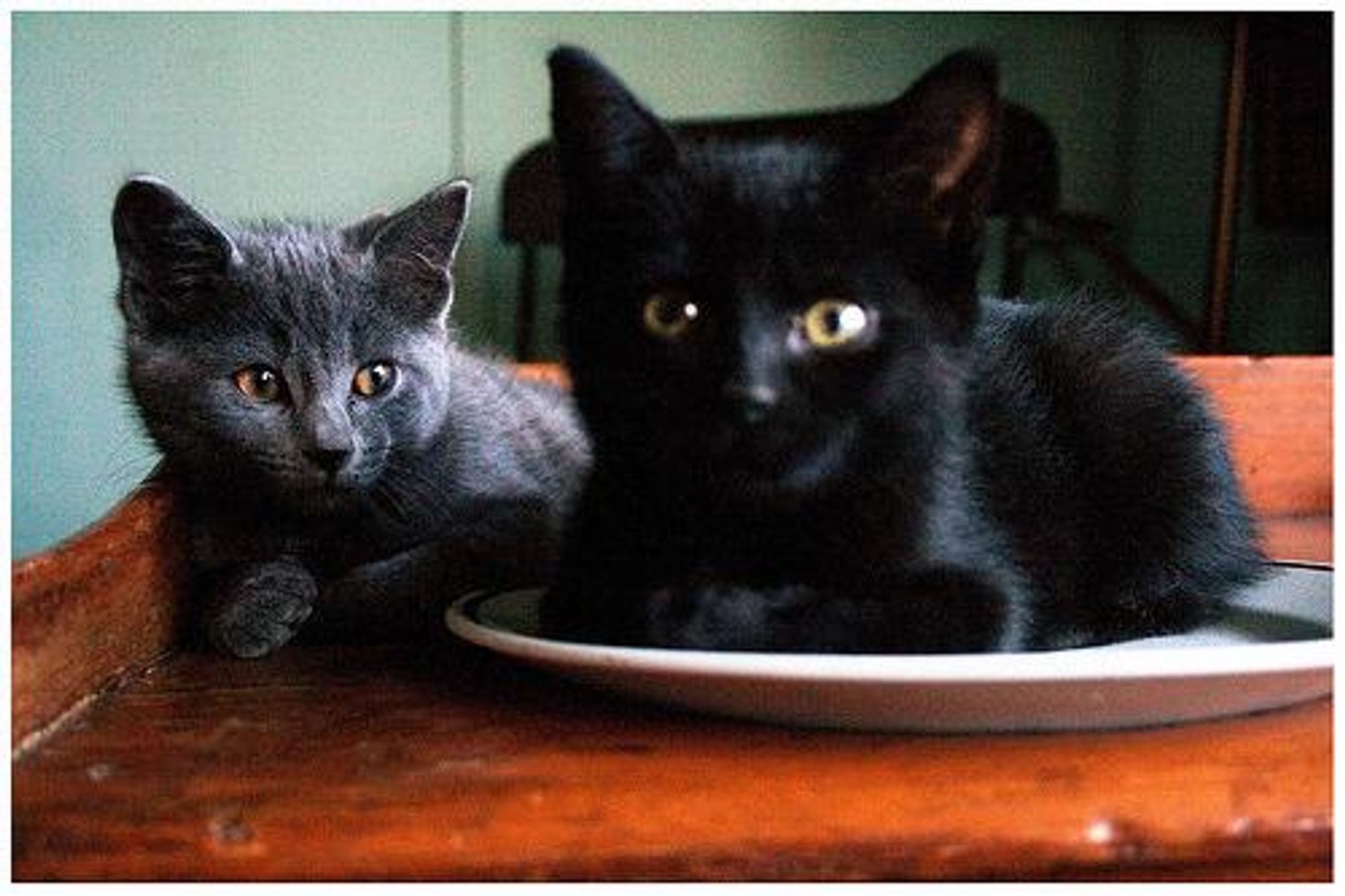 Two cats, one grey and one black, in a kitchen setting. The black cat is on a white plate, looking disinterested. The grey cat is on a wooden surface behind it, looking curious. The scene is lit with warm lighting.