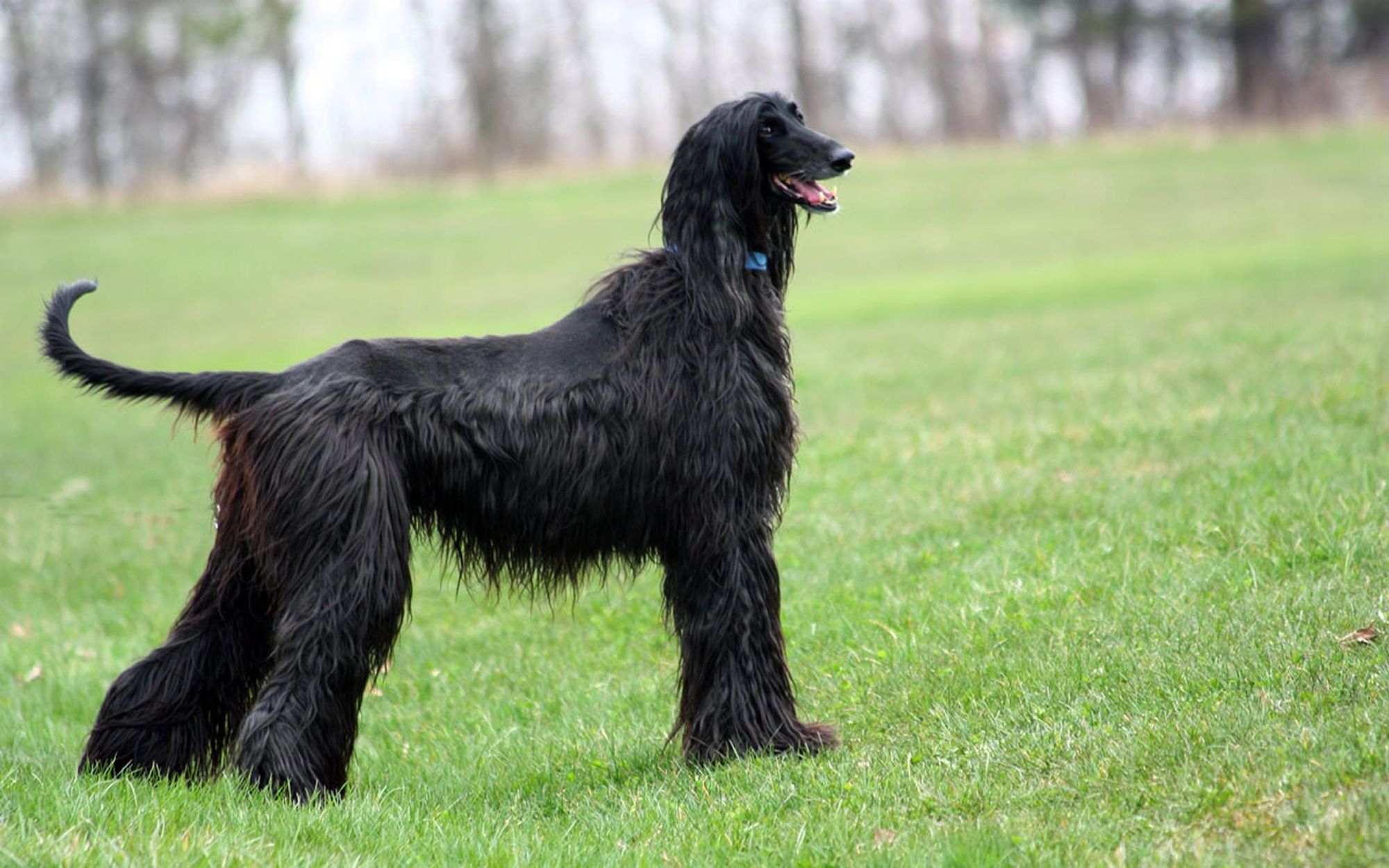 A black Afghan Hound stands in a grassy field, looking to the right with its mouth slightly open and its tongue peeking out. The dog's fur is long and flowing, and it is wearing a blue collar. The grass is green and lush, and the background is blurred.