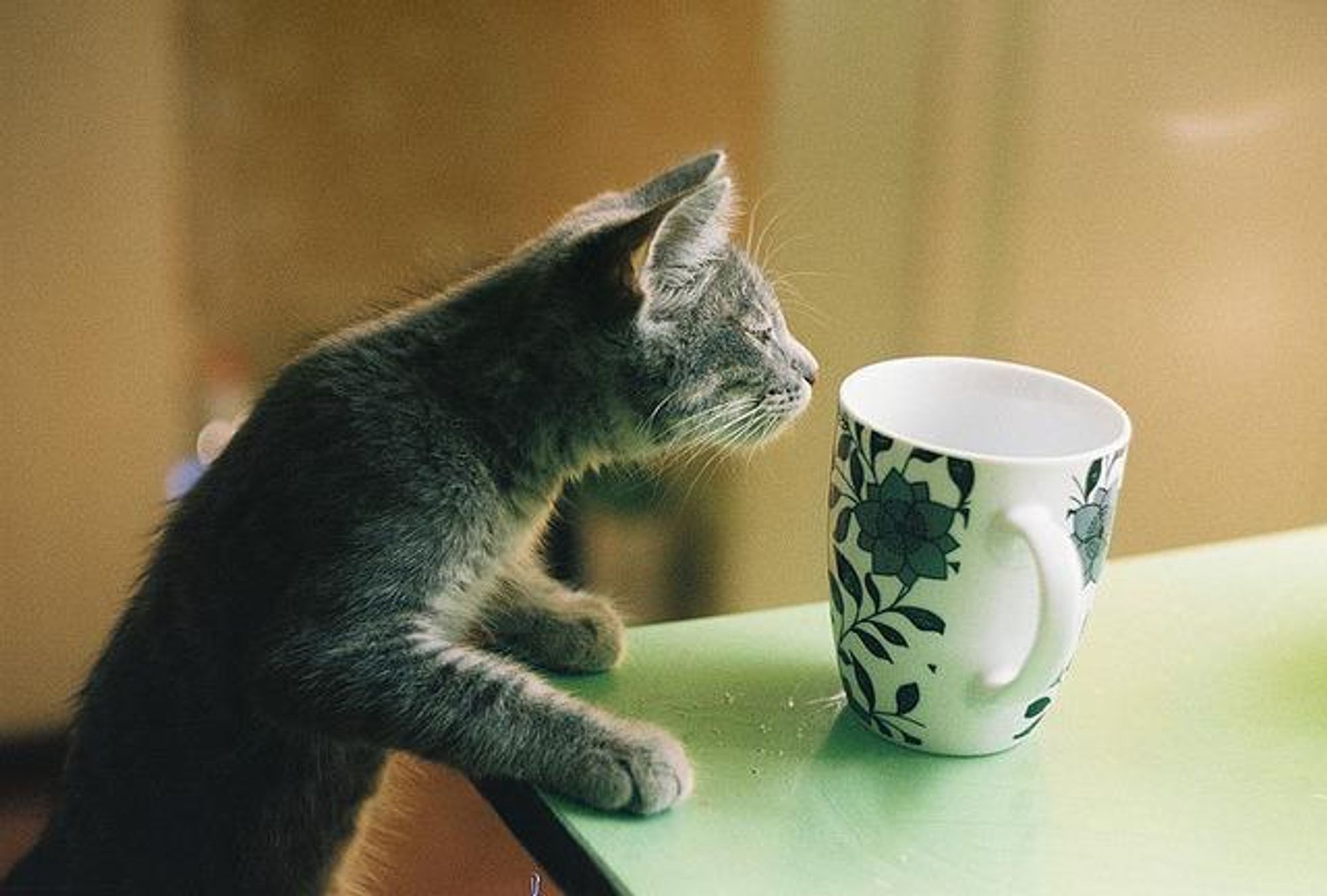 A gray cat stands on a table, looking intently at a white mug with black floral designs. The mug is on a green table. The cat's face is slightly tilted, and its eyes are wide open. It appears to be curious about the mug.