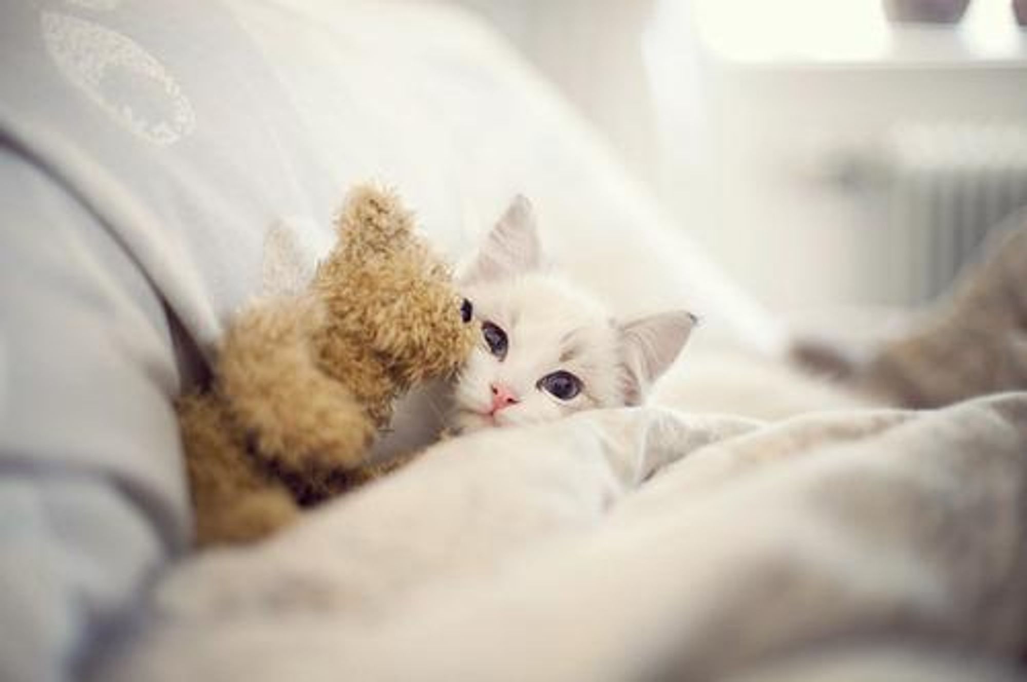 A white cat with blue eyes is lying in a bed with a teddy bear. The cat is looking at the camera with a sleepy expression. The teddy bear is lying next to the cat's head, and the cat is holding onto the teddy bear with its paw.  The bed is white and fluffy.