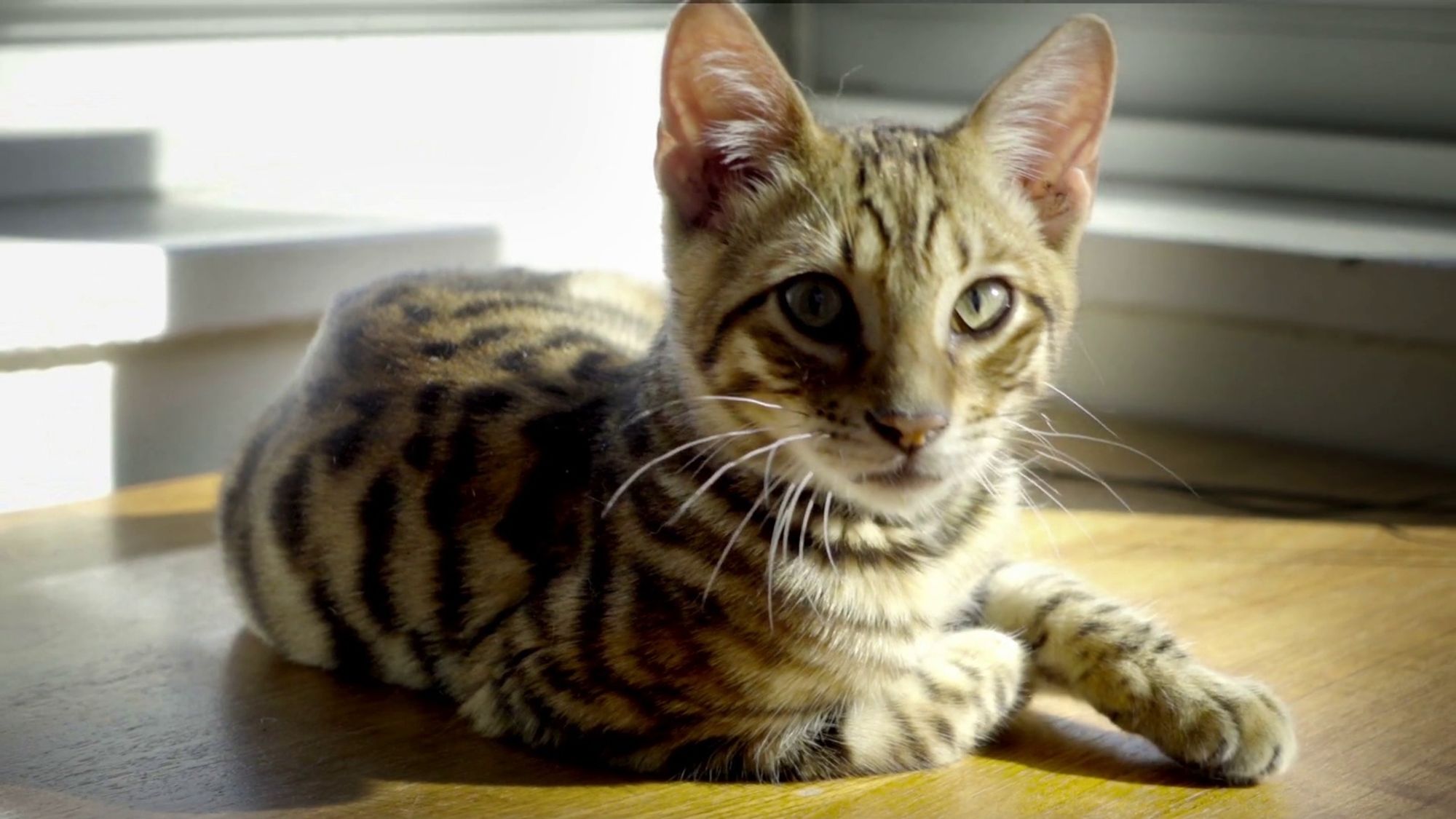 A brown tabby cat with green eyes lays on a wooden floor, looking directly at the camera. The cat is in a sunbeam.  

#cat #tabby #kitty #cute #adorable #animals #pets #petstagram #instacat #catlover #catsofinstagram #cats #bengal #bengalcat #sunbeam #sunshine