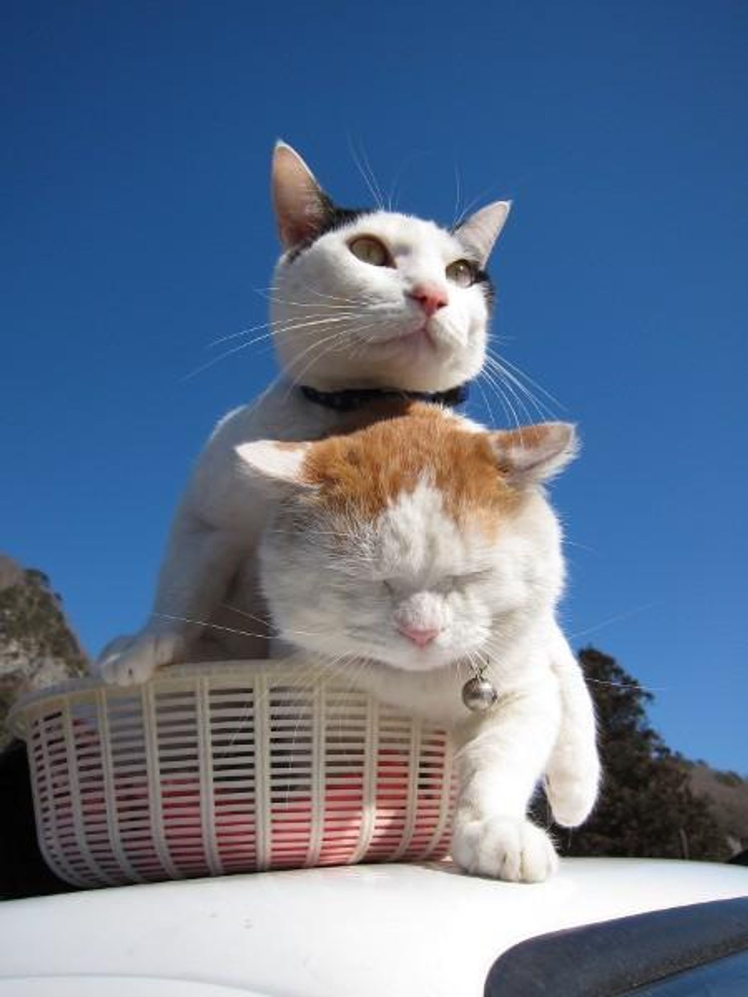 Two cats, one white with black markings, and one orange and white, are sitting on top of a car. The white cat is looking at the viewer, while the orange and white cat is looking down and sleeping, and the white cat is sitting on top of the orange cat. The car is white and has a basket on top.