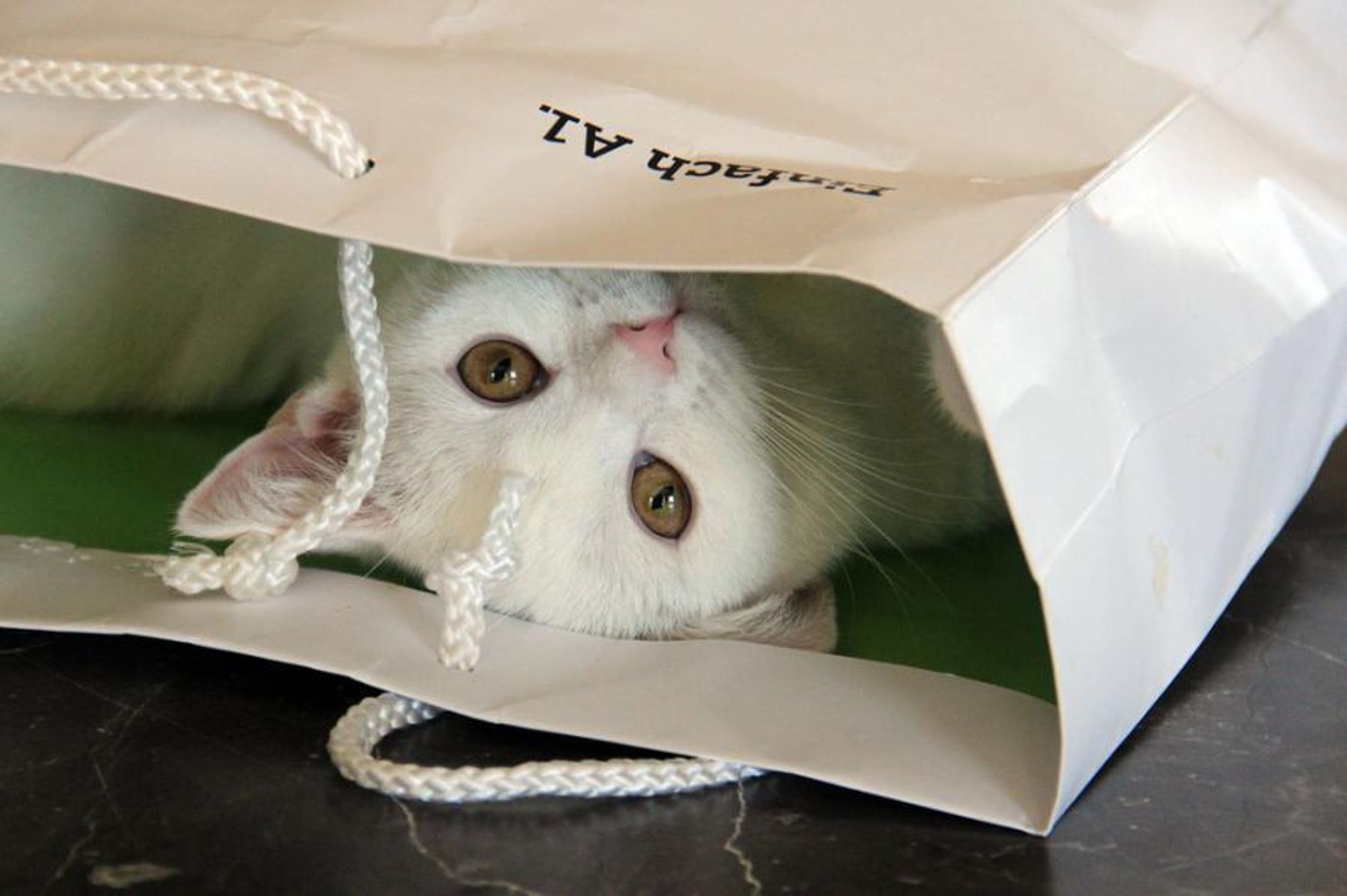 A white cat with golden eyes is peeking out of a white paper bag with a white rope handle. The bag is laying on its side on a black and white tiled surface. The cat's face is in focus, and the bag is blurred in the background.  #catsofinstagram #cutecats #catlover #paperbag  #catlife #catsofbluesky #bluesky