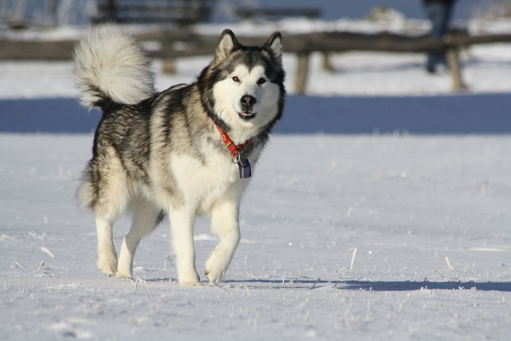 A fluffy Alaskan Malamute dog with a long, white tail is walking through a snowy field. It is looking directly at the camera. The dog has a red, orange, and blue collar with a metal tag on it.