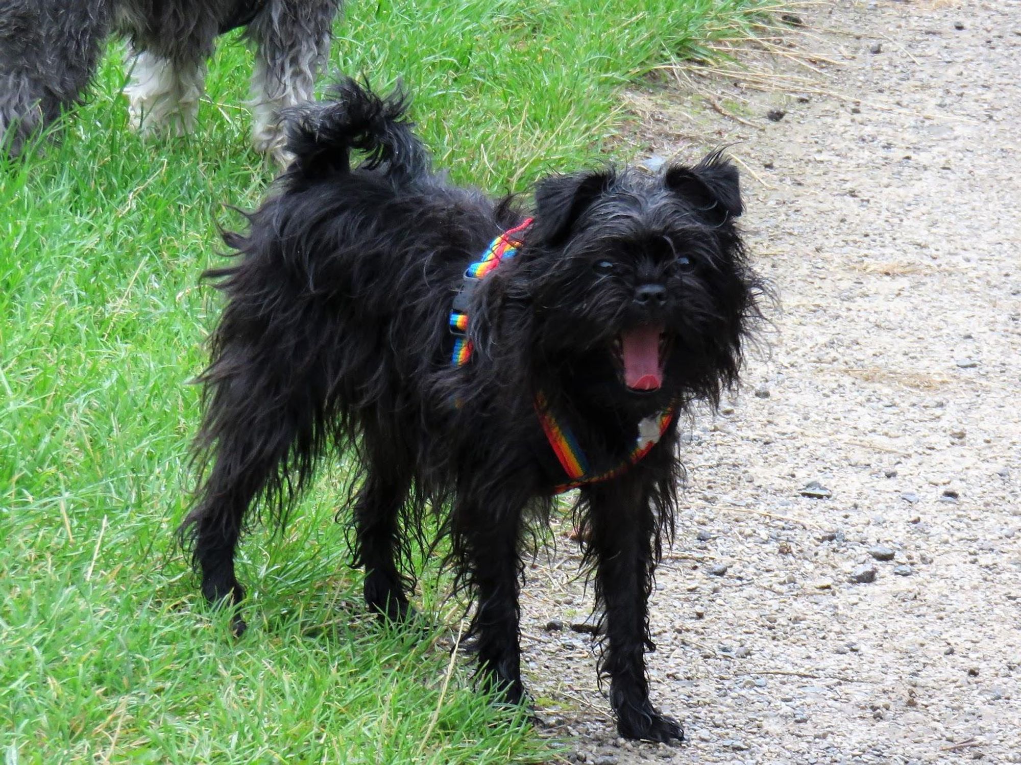 A black dog with a rainbow harness is standing on a gravel path, with its mouth open and tongue out.  It is looking directly at the camera.  The dog is on a path bordered by grass.  The dog's tail is curled up against its body.