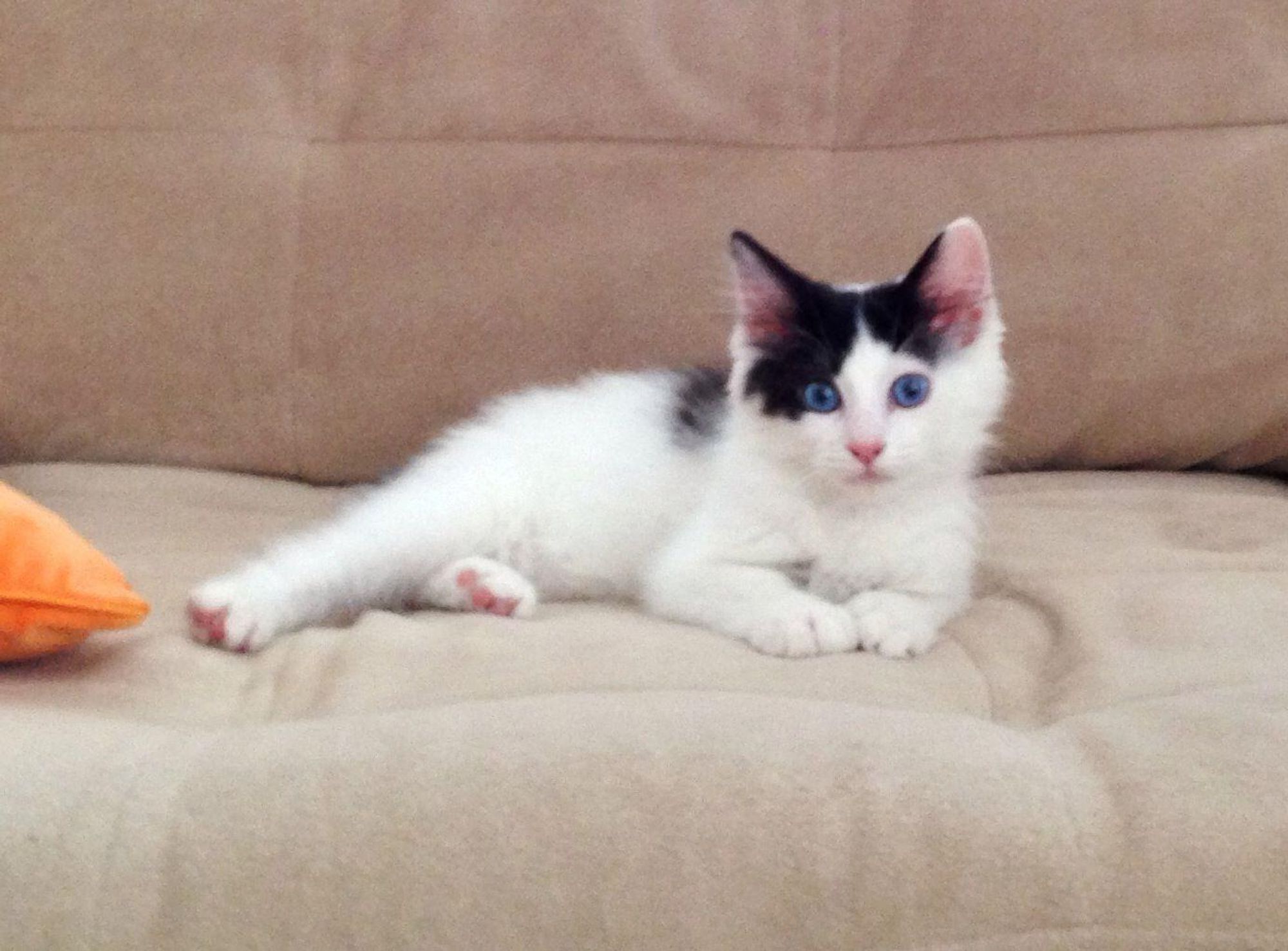 A white and black kitten with bright blue eyes is laying on a tan couch. The kitten is looking at the camera with its paws folded in front of its face. There is a small orange pillow in the foreground.